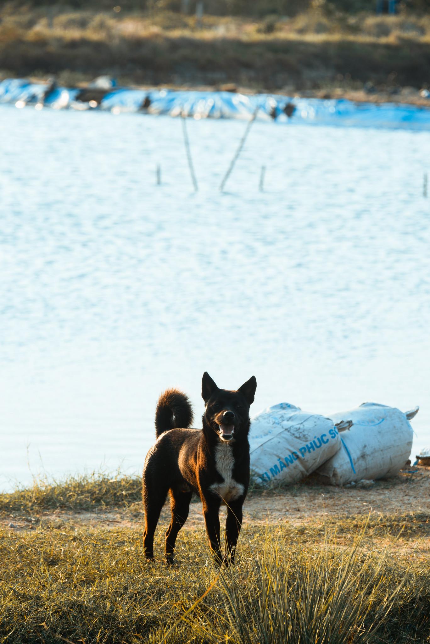 The Countryside Dog