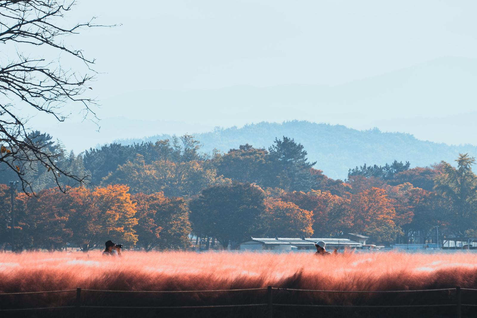 Swamped in the Sea of Pink