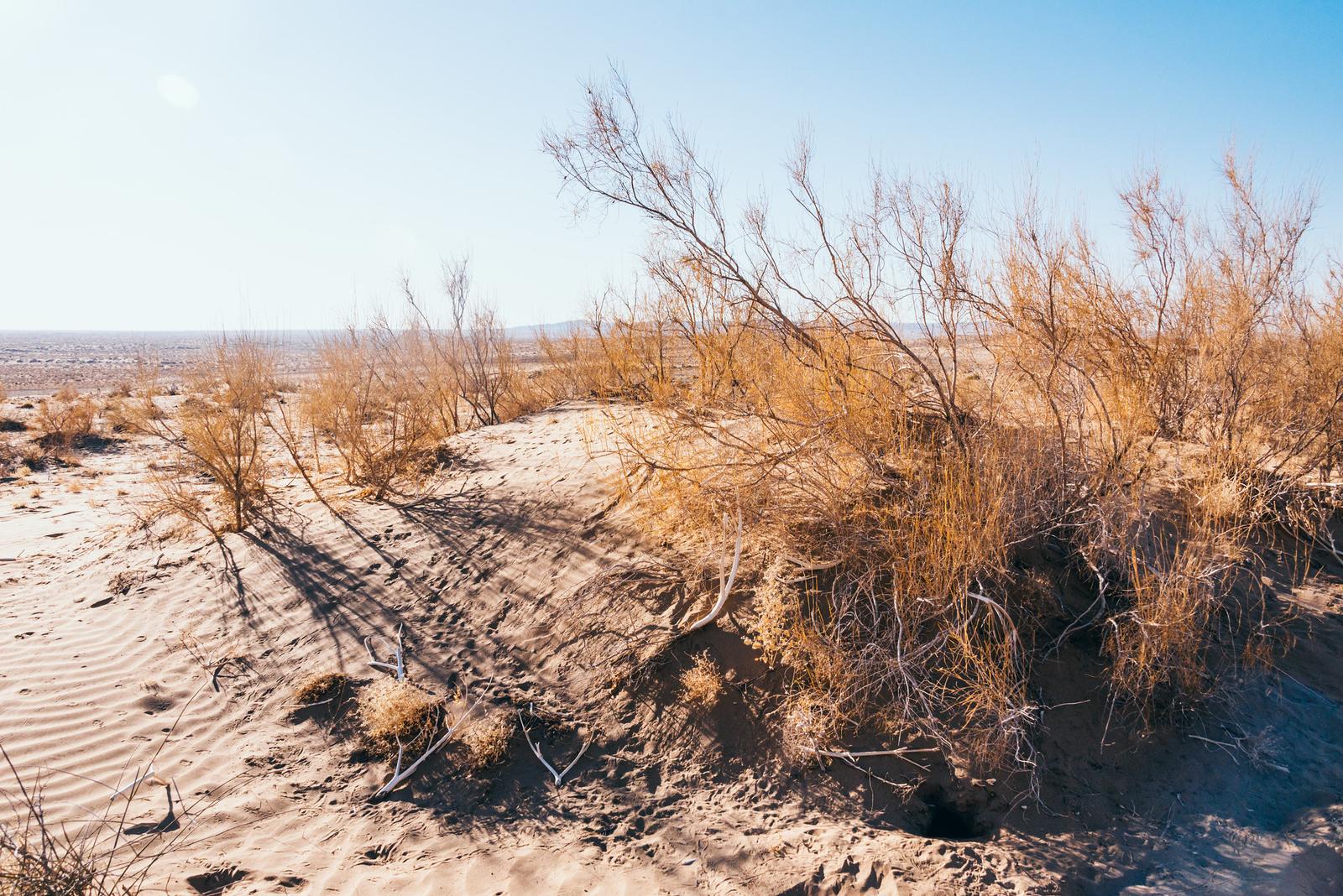 Kyzylkum Desert Landscape