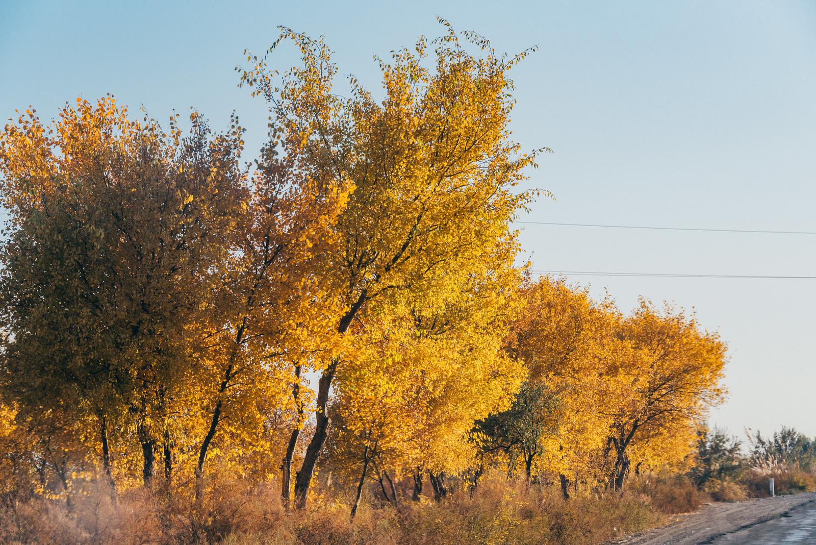 Autumn on the Roads of Karakalpak