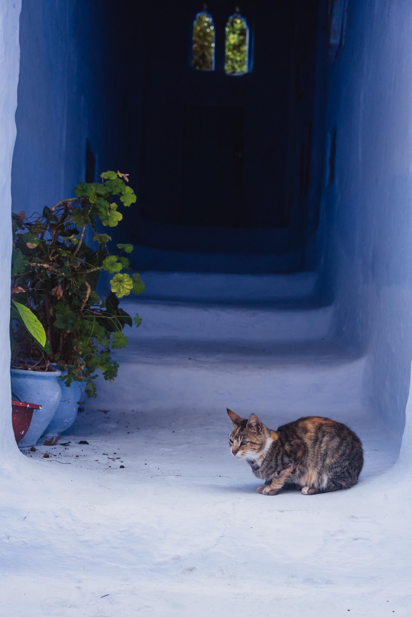 On the Blue Background There's a Cat