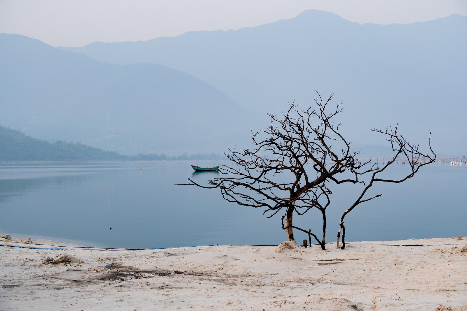The Lonely Withered Tree