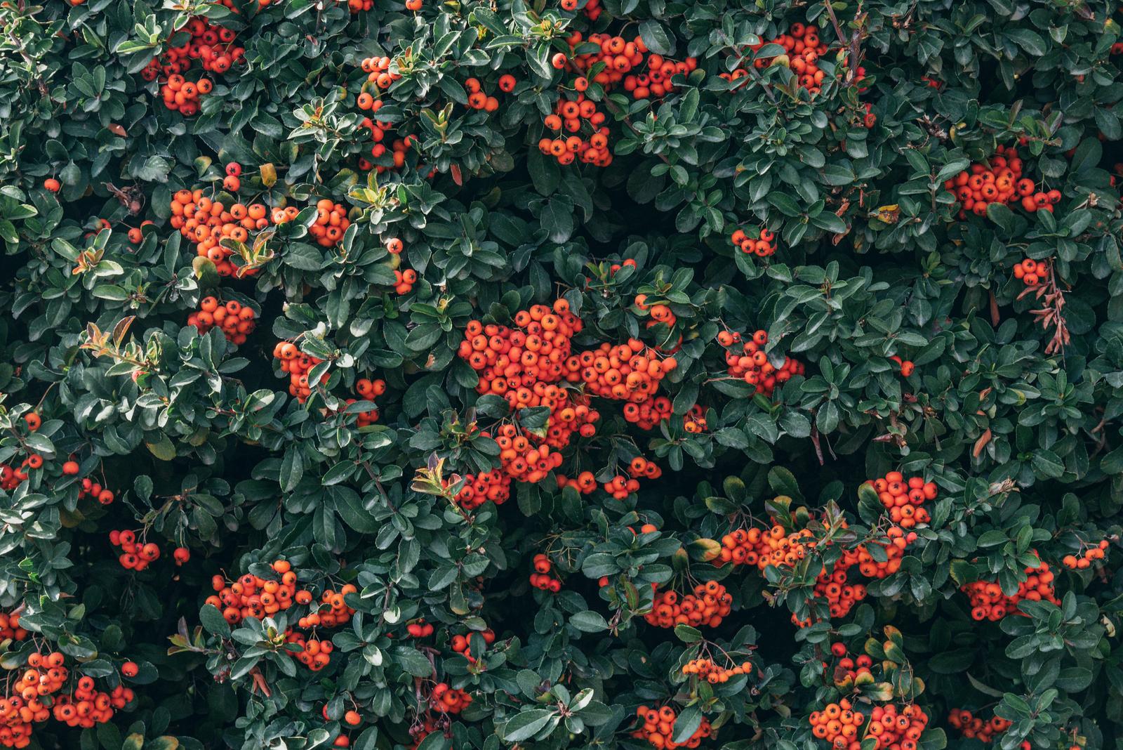 Hawthorn Berries