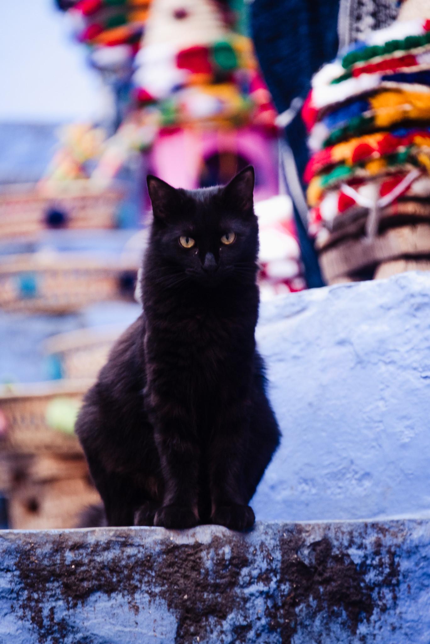 On the Blue Background There's a Cat