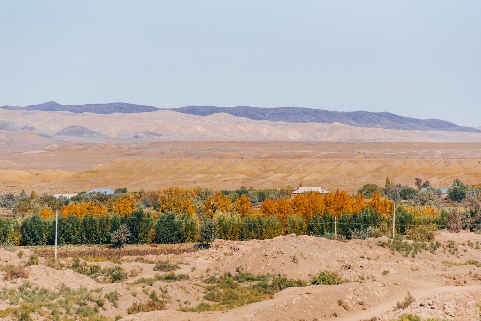 The Yellow Hues of the Autumn in the Desert