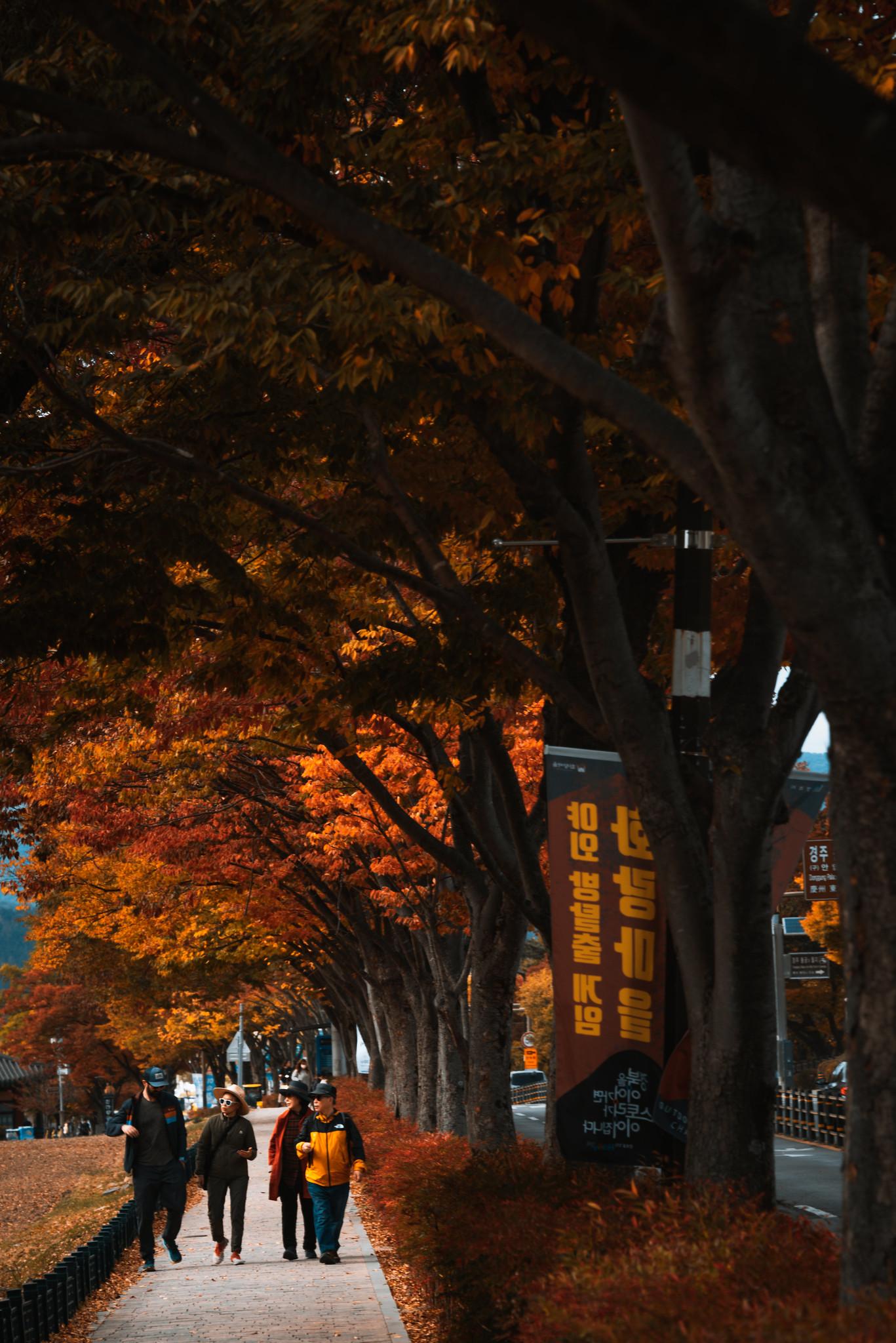 Wonhwa-ro Pedestrian Way