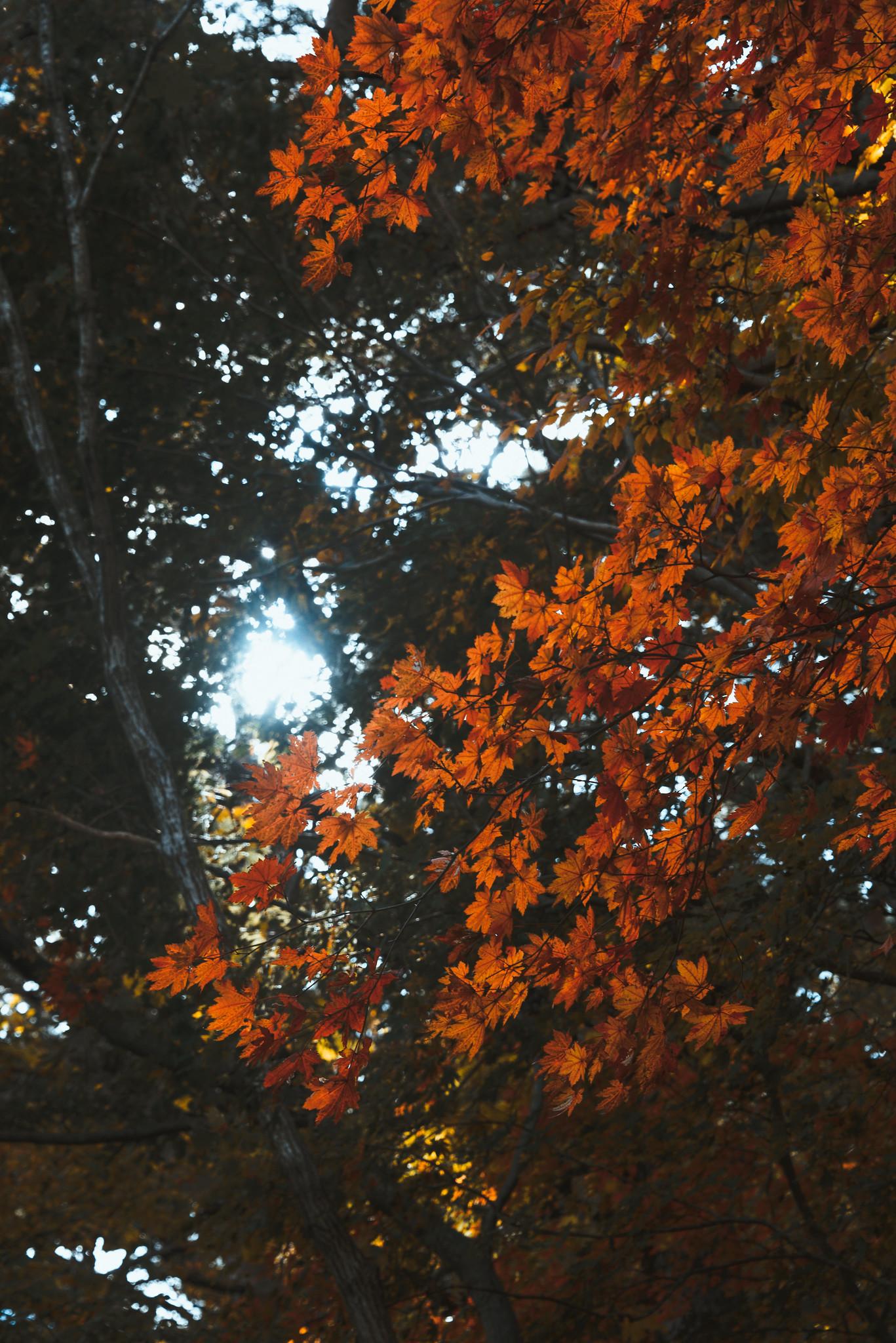 Maple Leaves Season