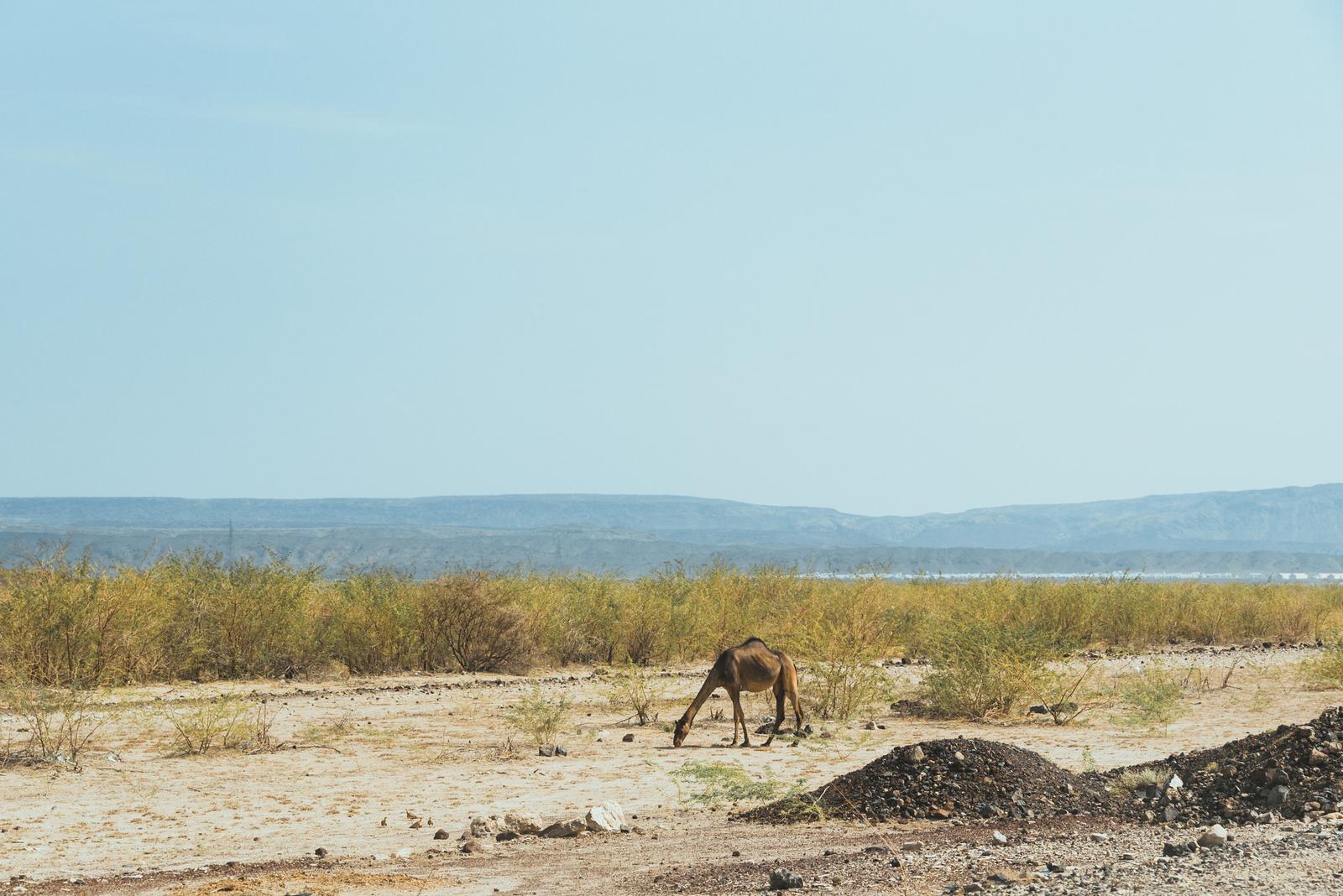 A Camel by Roadside