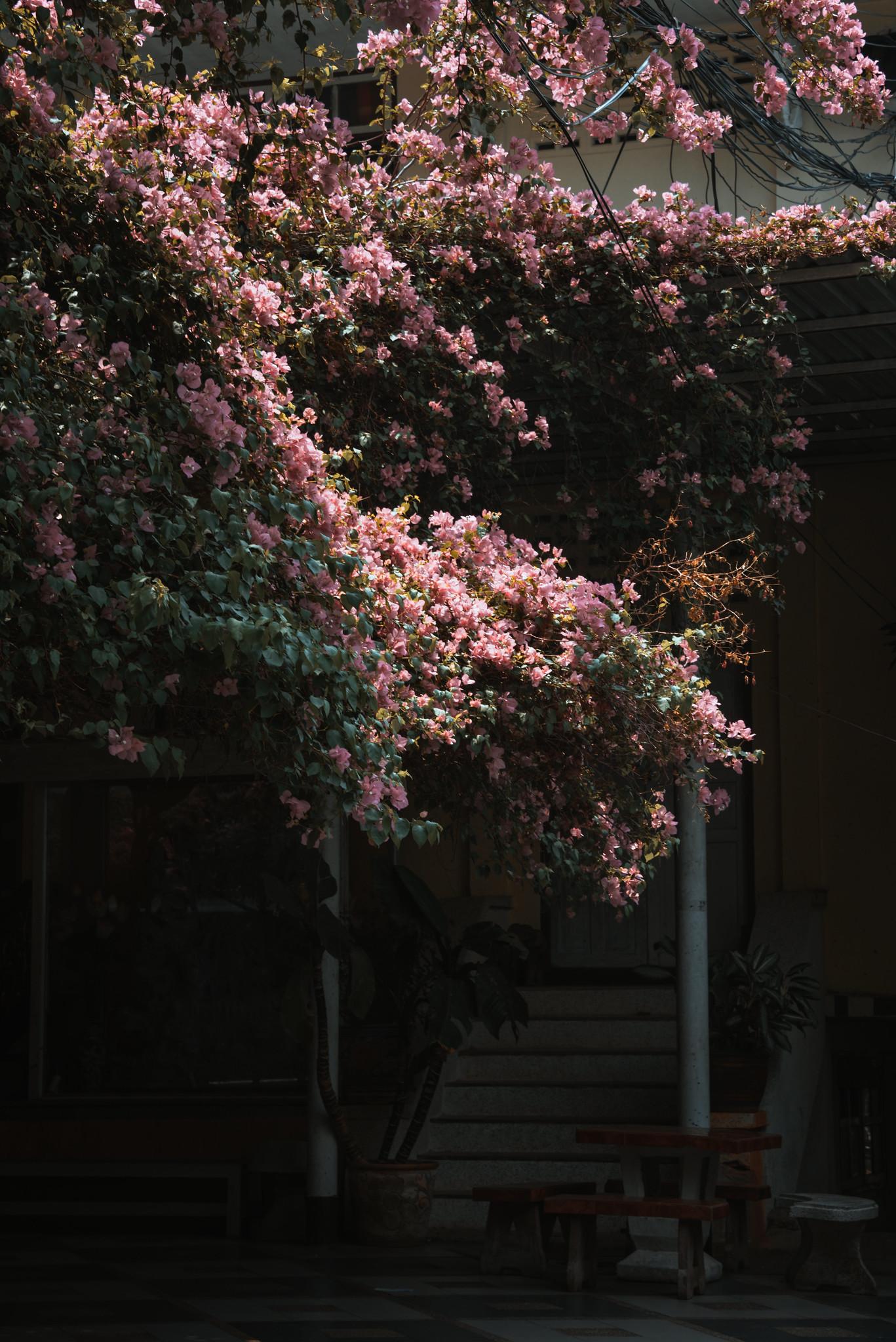 The Color of Bougainvillea