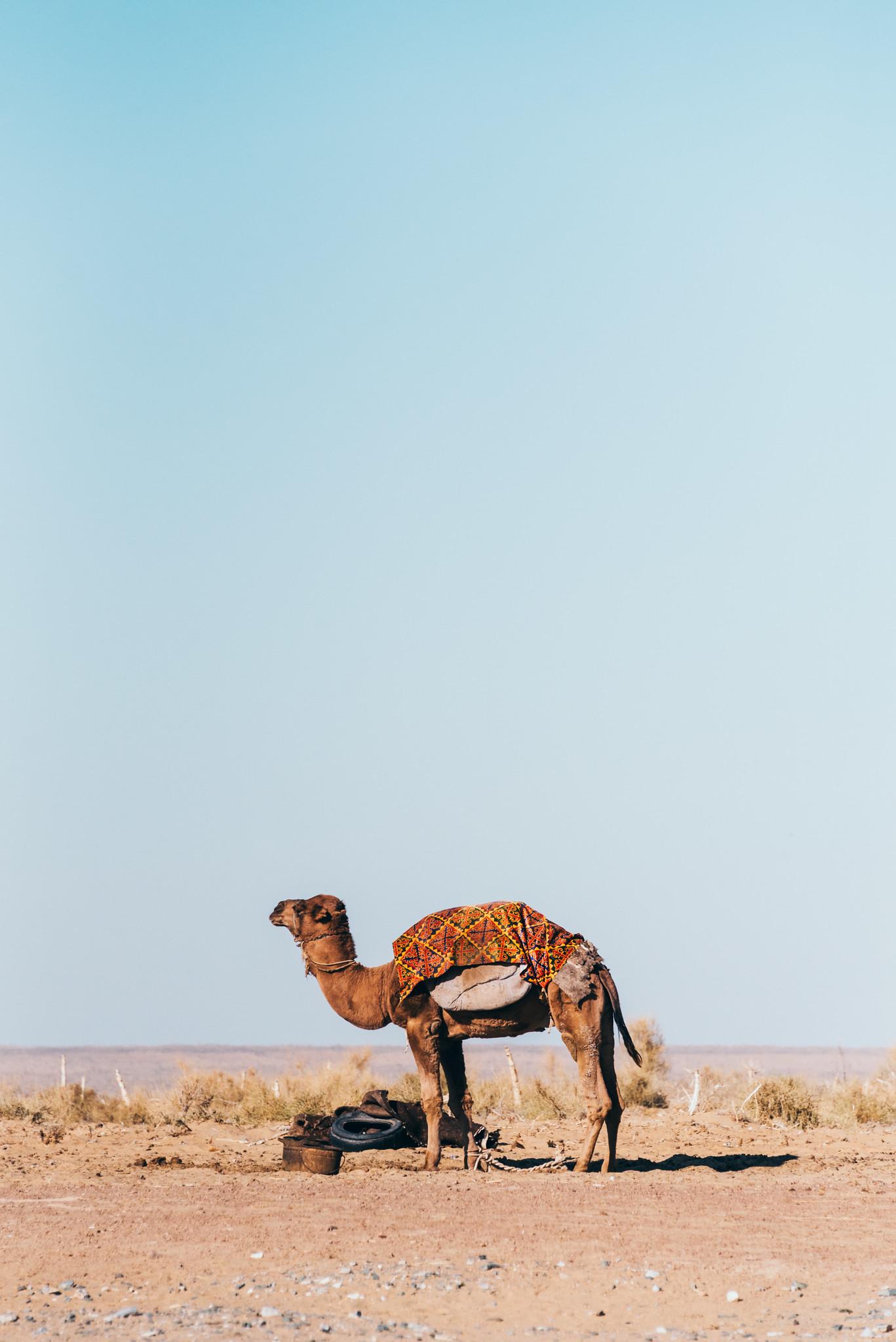 A Camel by Roadside