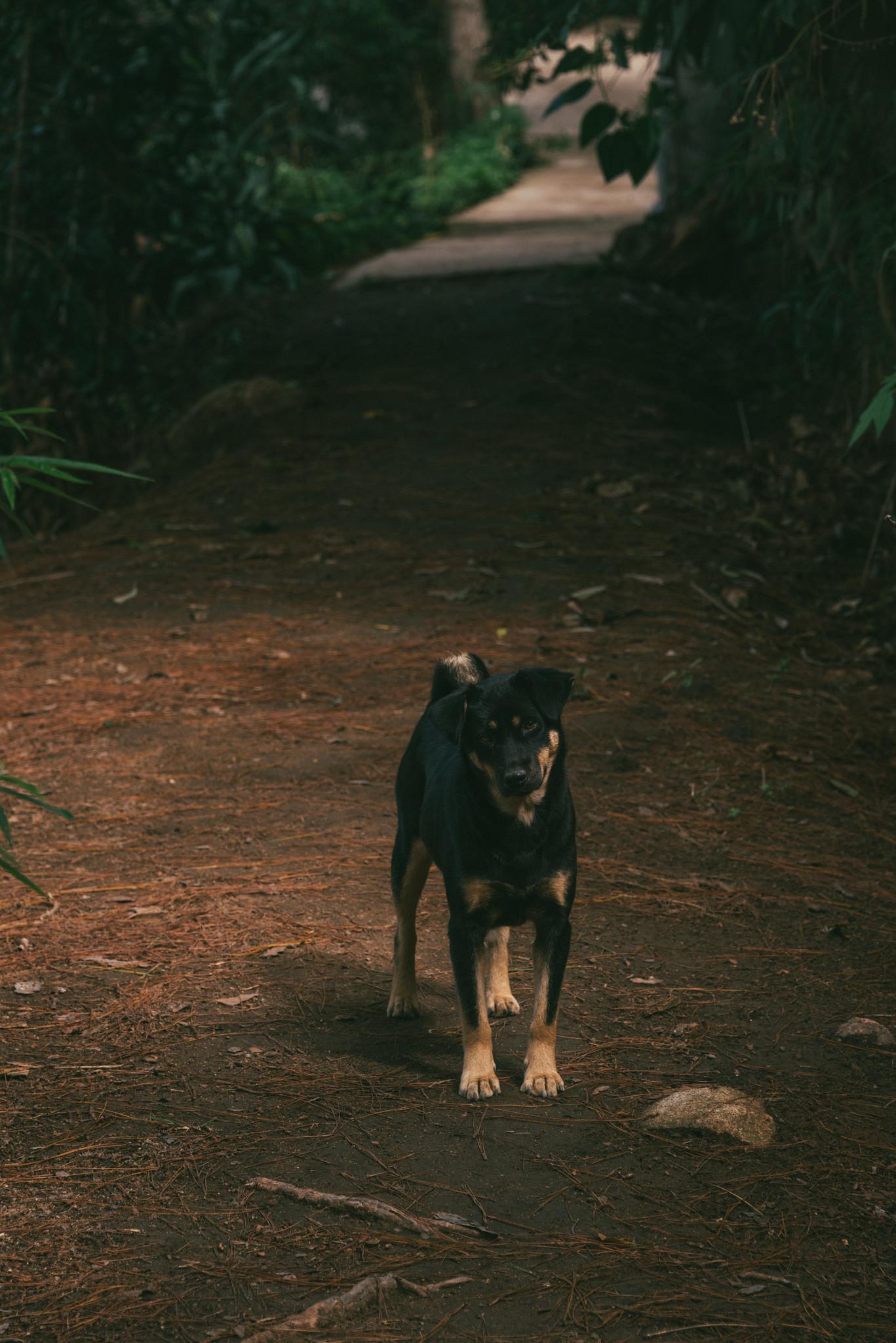 The Puppies of the Homestay