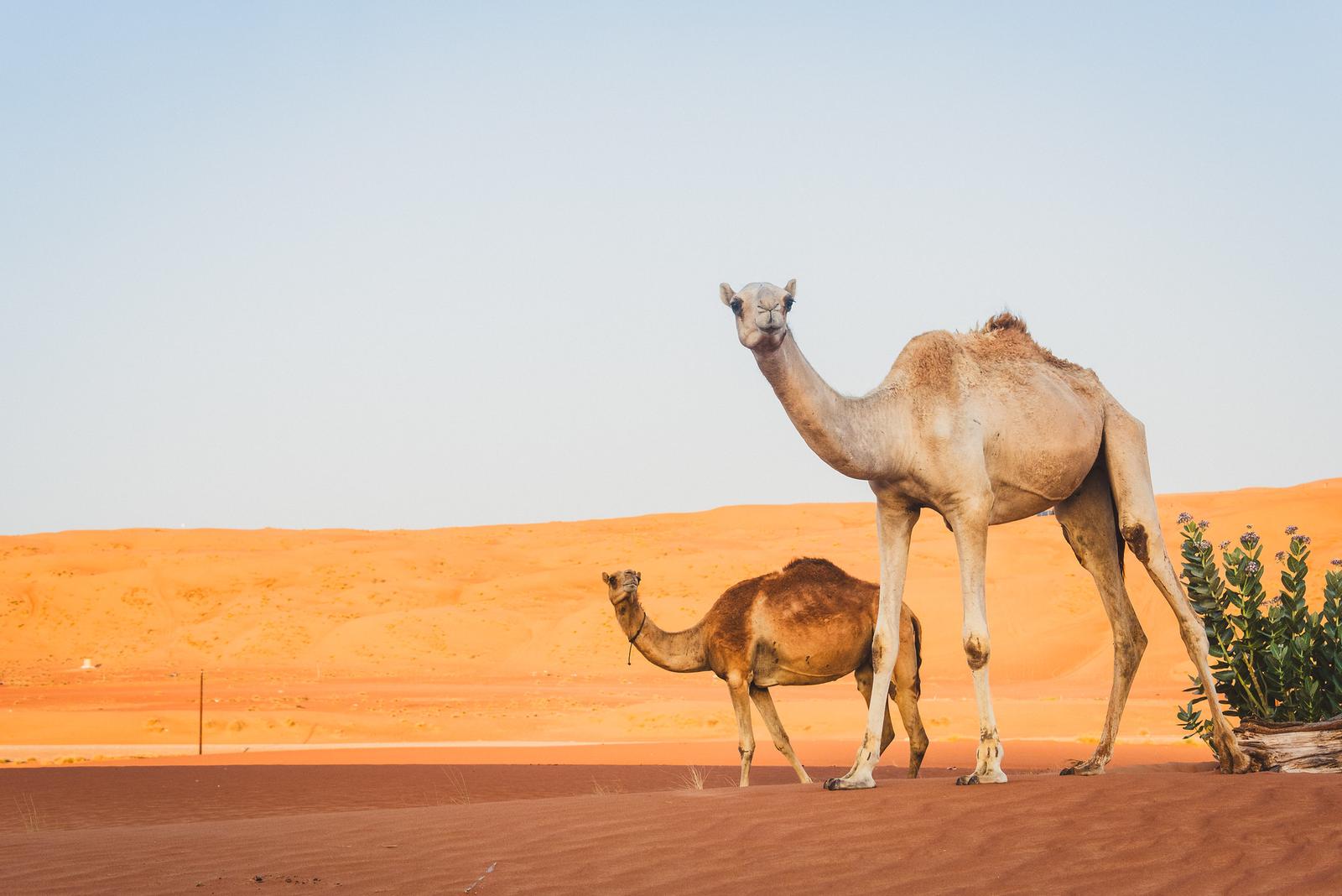 Standing Tall in the Desert