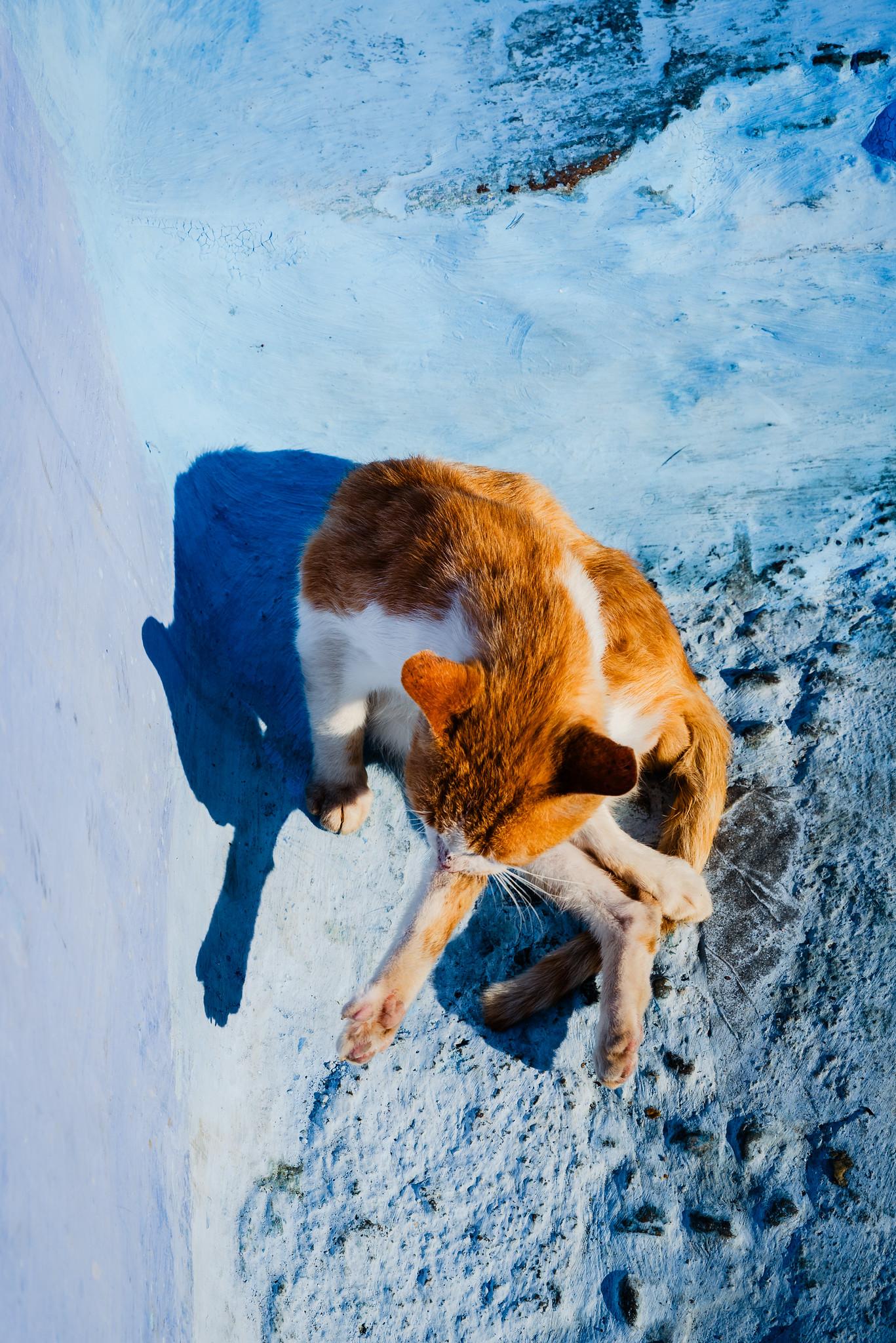 On the Blue Background There's a Cat
