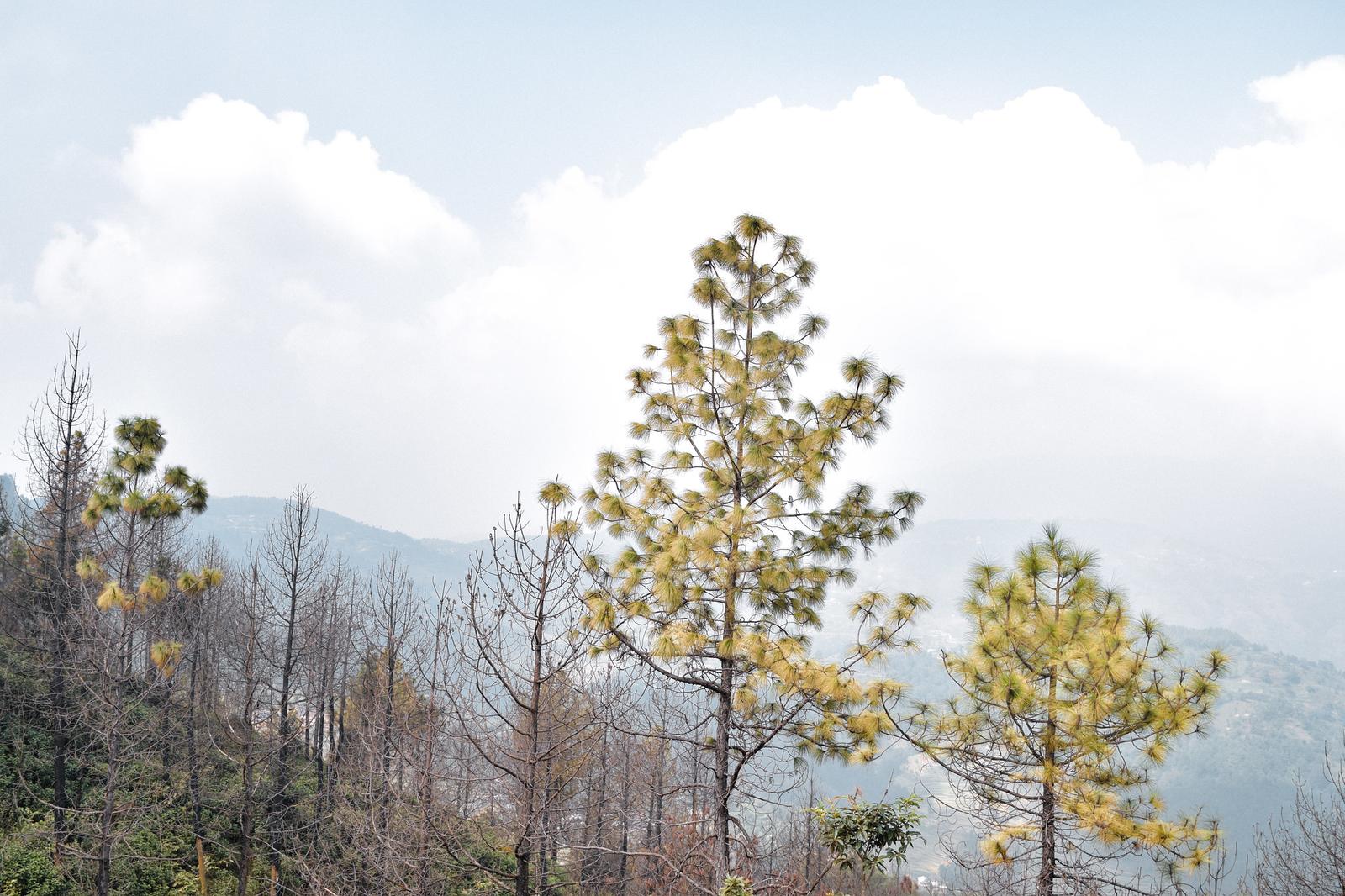 Những bóng cây cao nguyên đầy kiêu hãnh