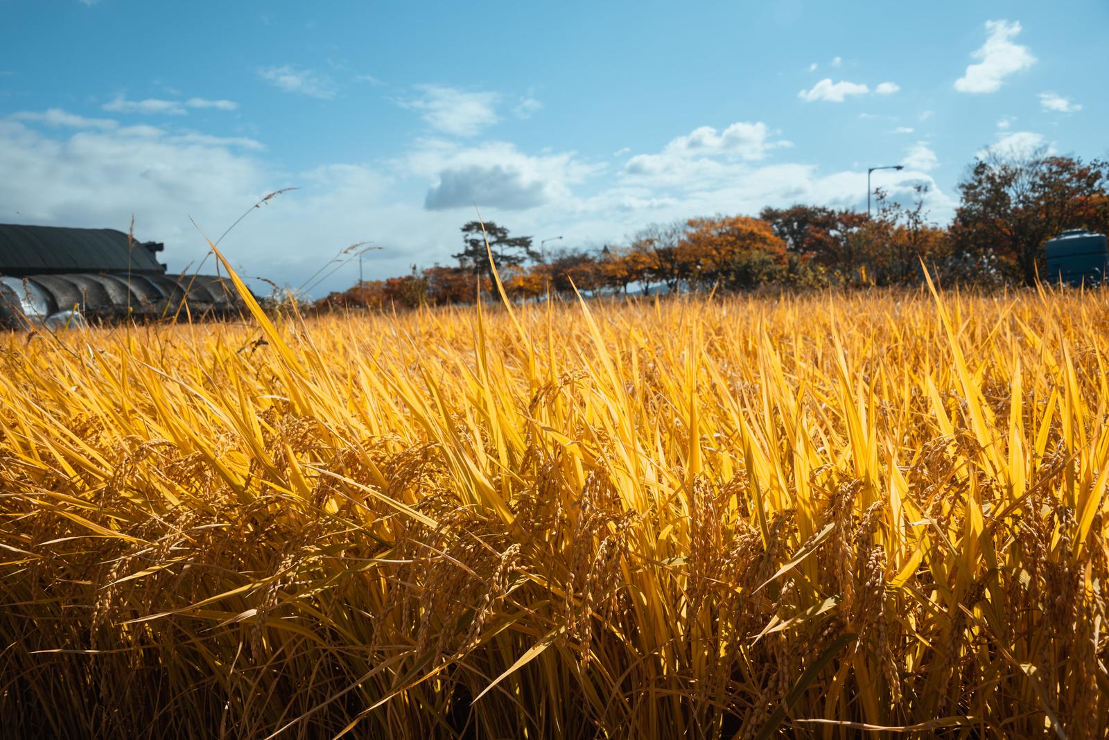 Fields in Harvest