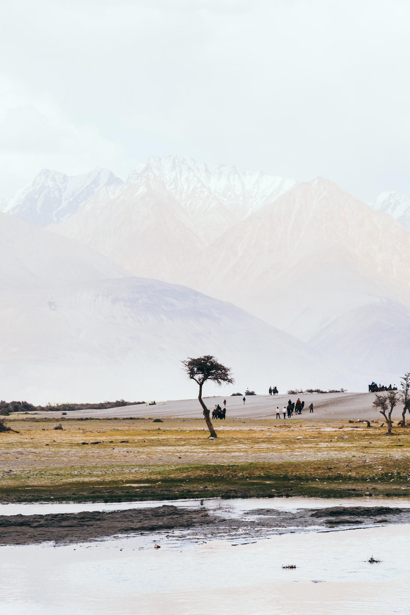 A Lone Tree