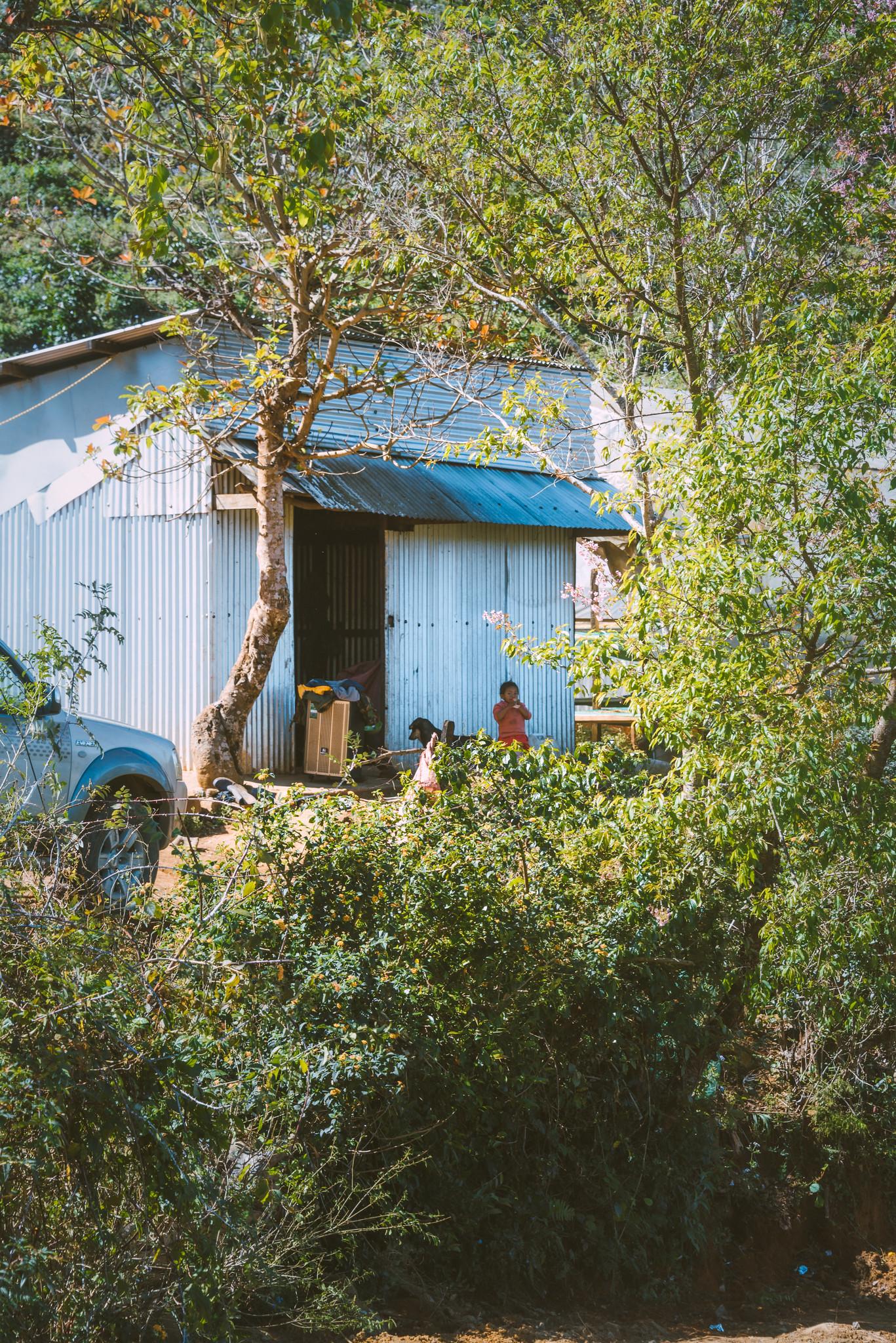 Covert House in the Woods