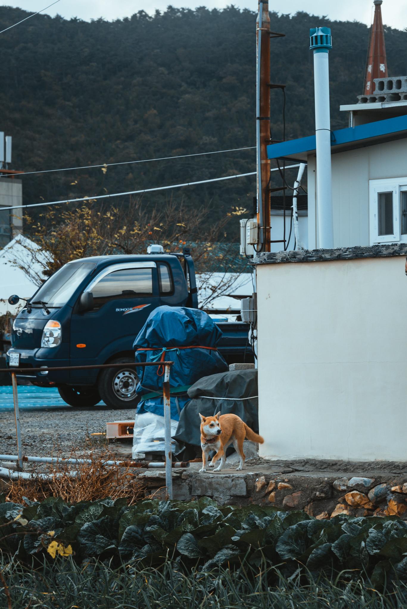 A Farmer's Dog