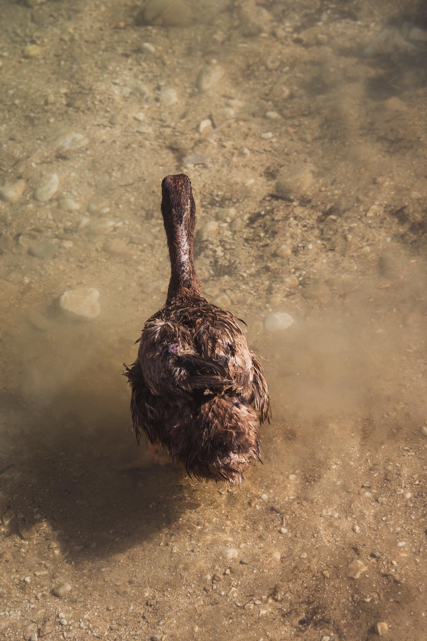 A Duck at the Wadi