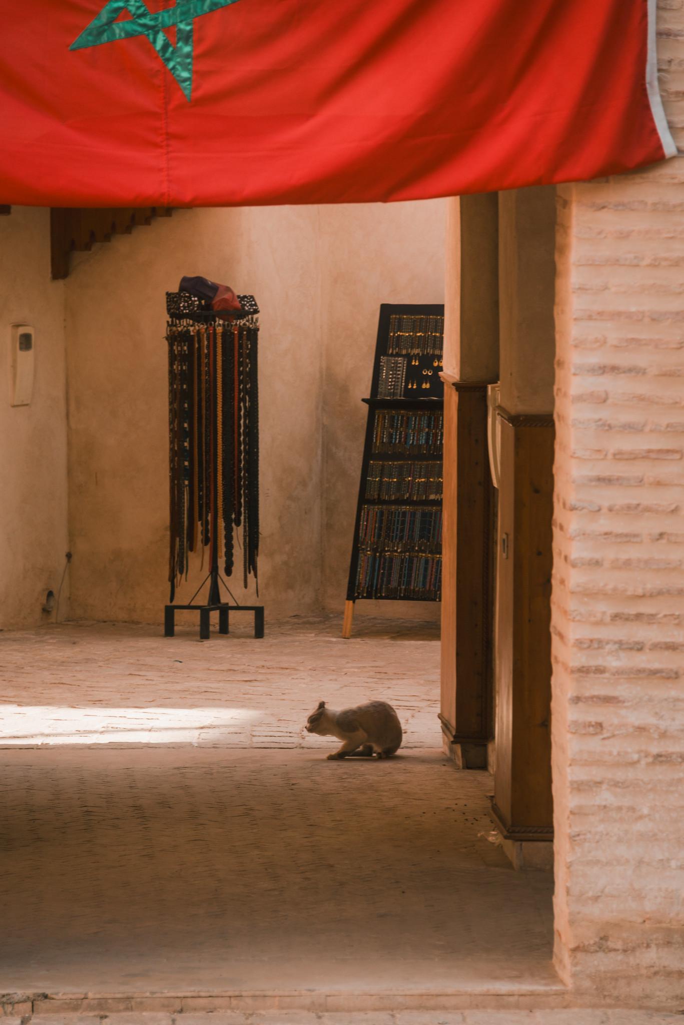 Cats, Cats Everywhere