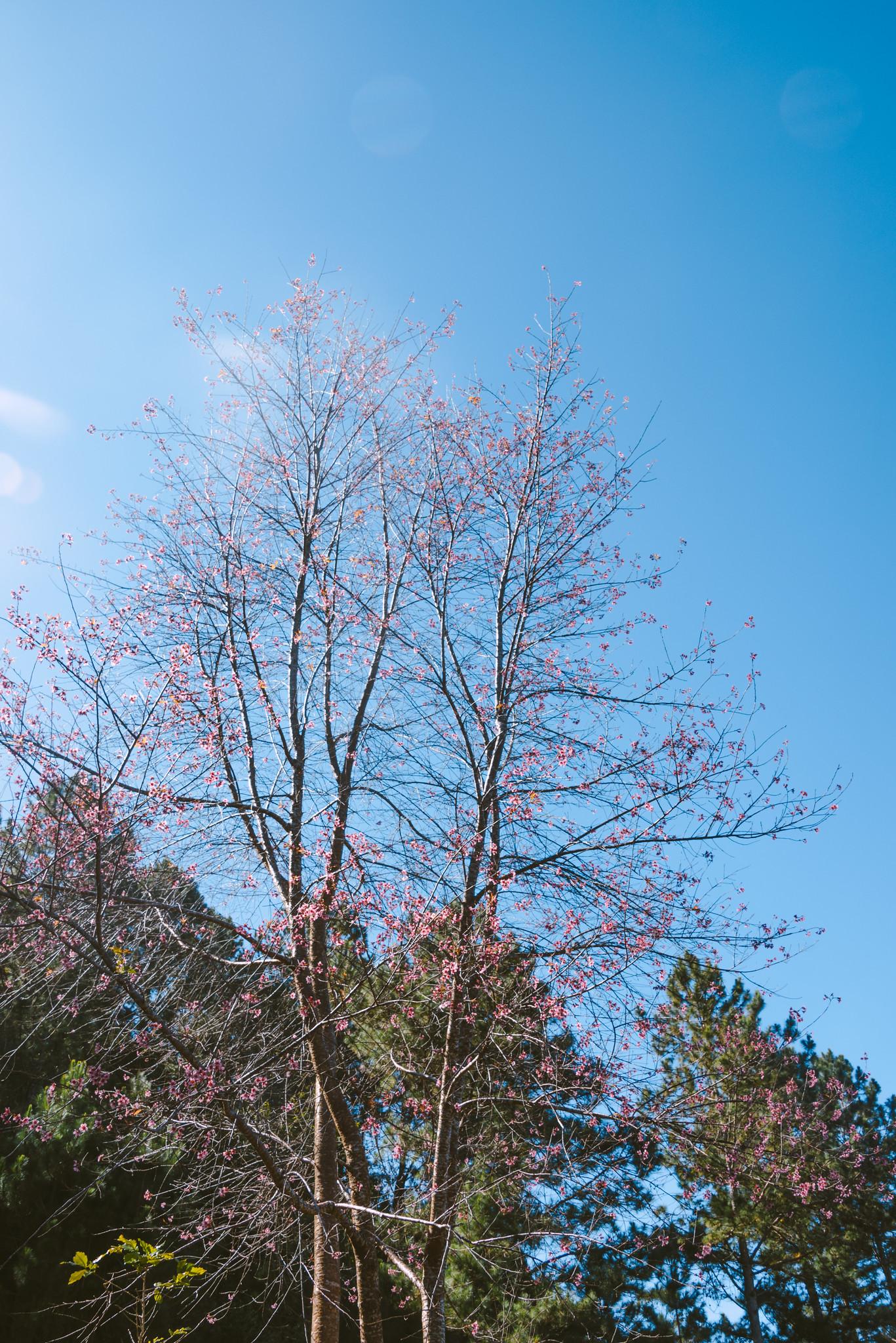 Sour Cherry Trees at Mong Dao Nguyen