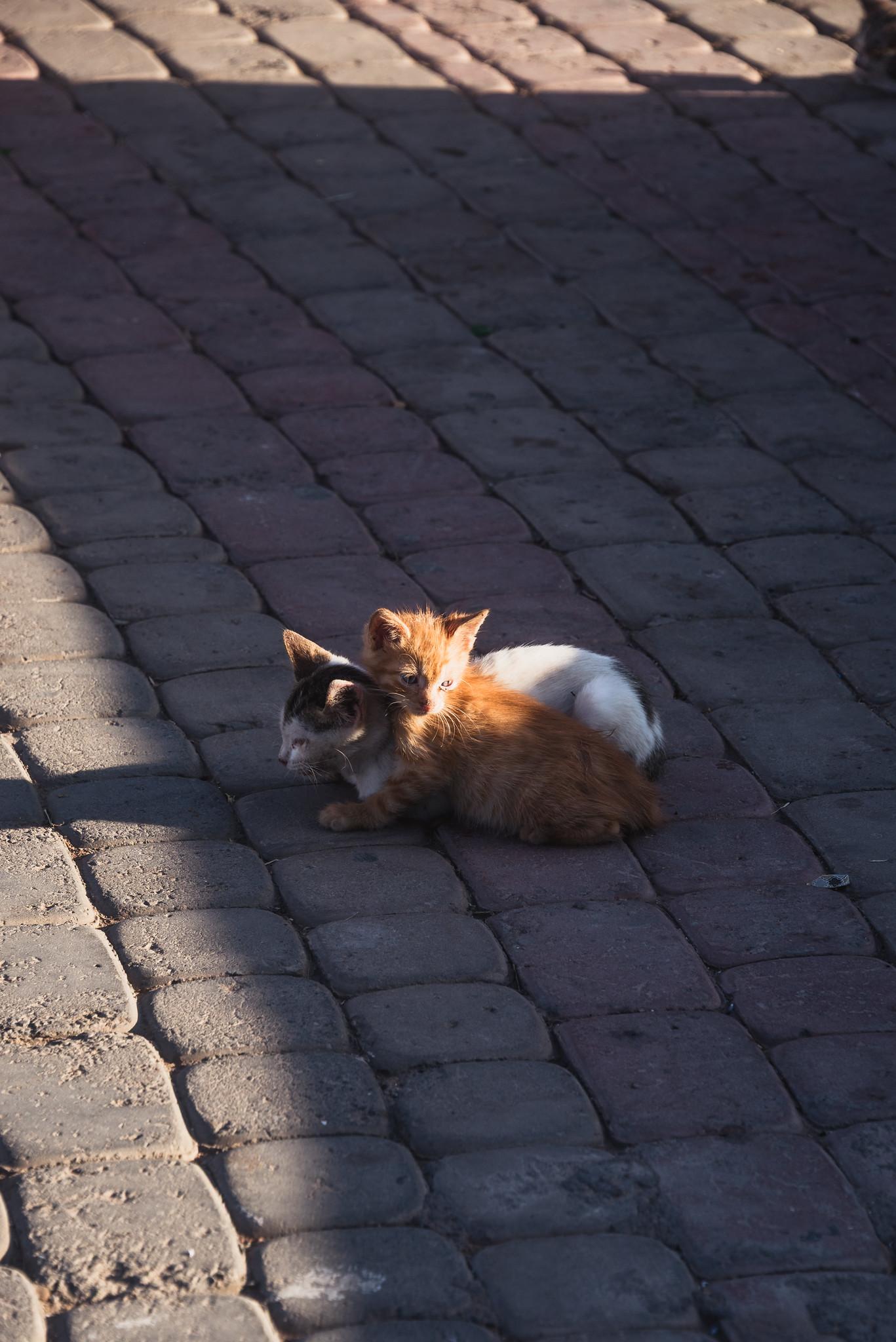 Cats, Cats Everywhere