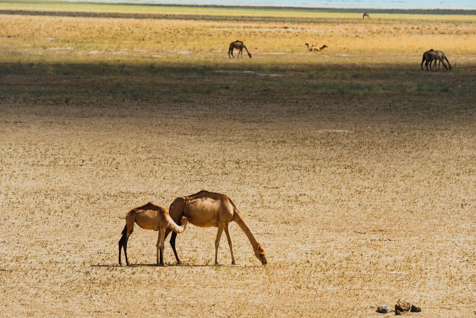 Camels in the Middle of Grassland
