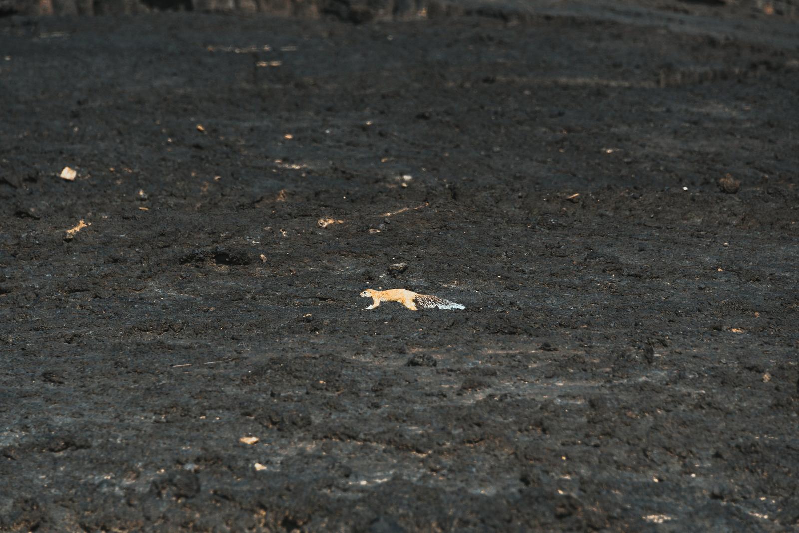 Ethiopian Ground Squirrel