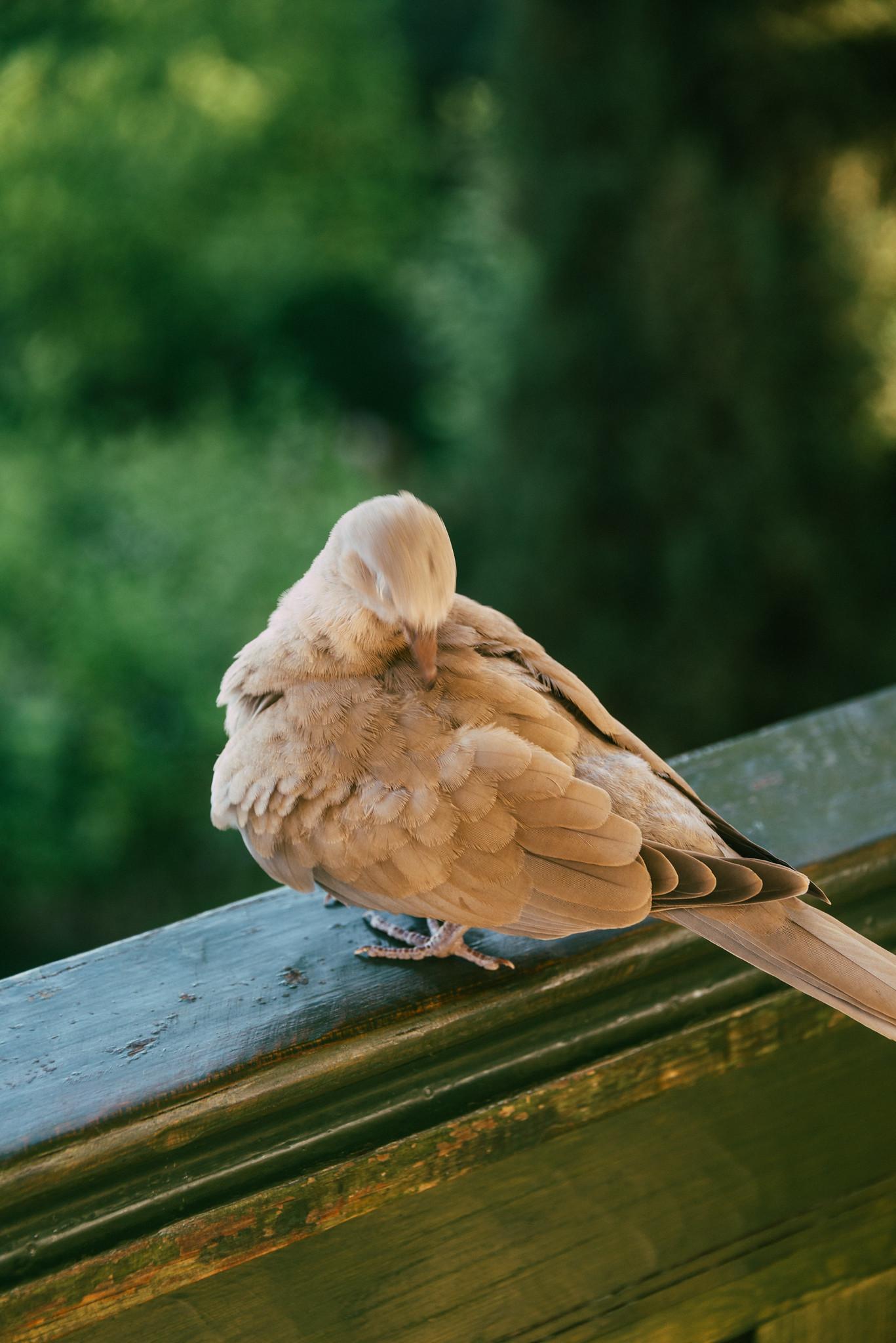 A Bird in the Garden