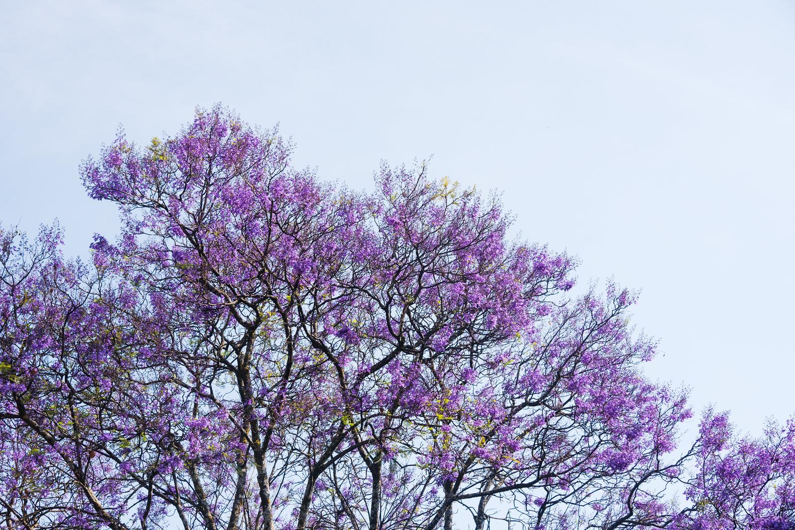 Jacaranda Blooming Season in Addis Ababa