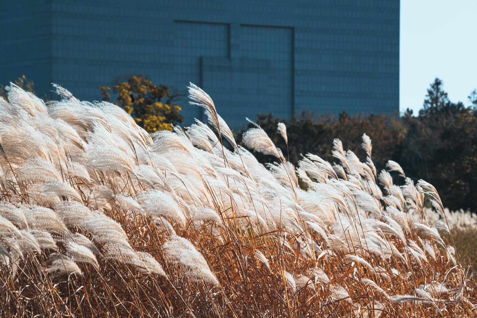 Reed Grass Field, Eulsukdo