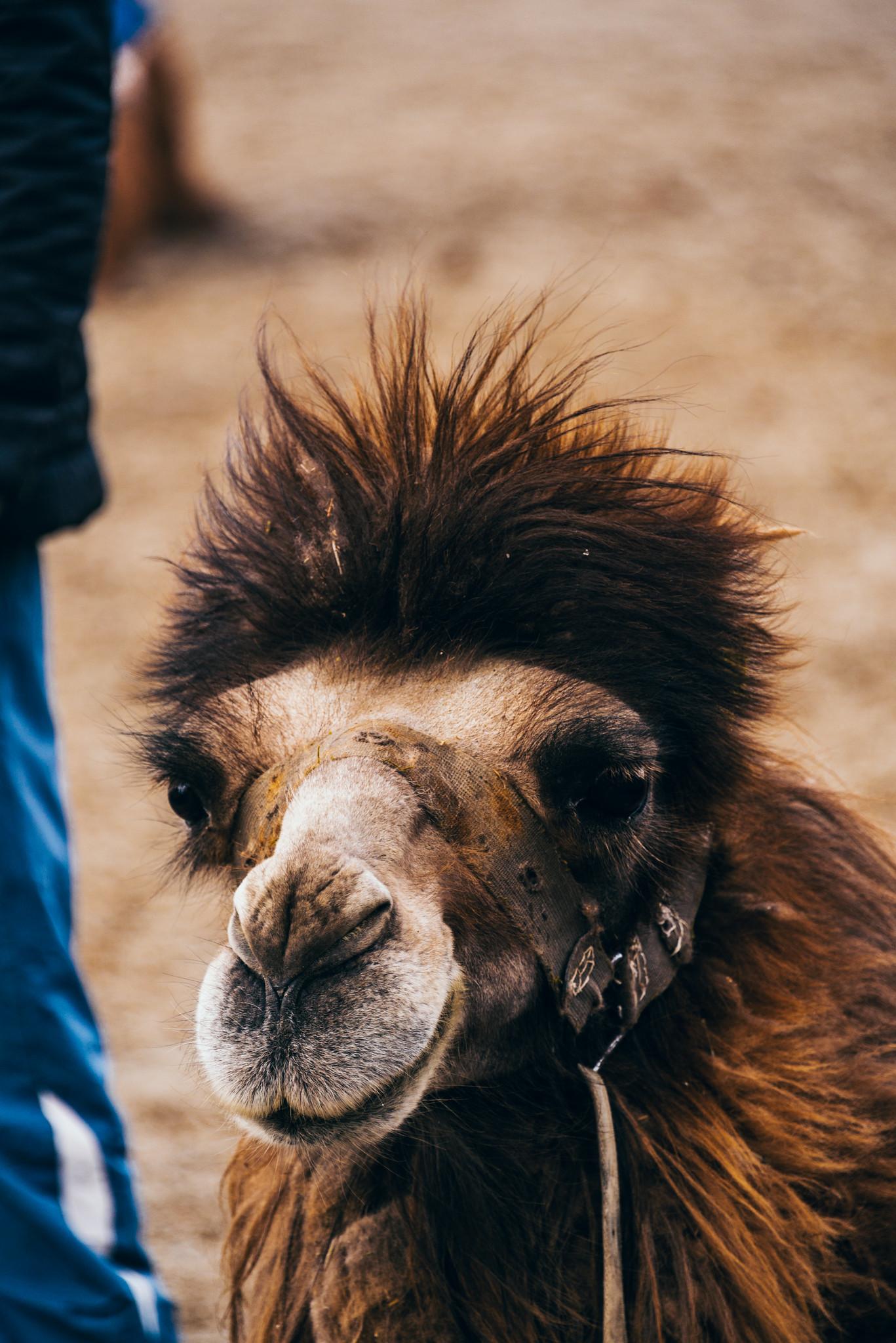 A Camel's Face