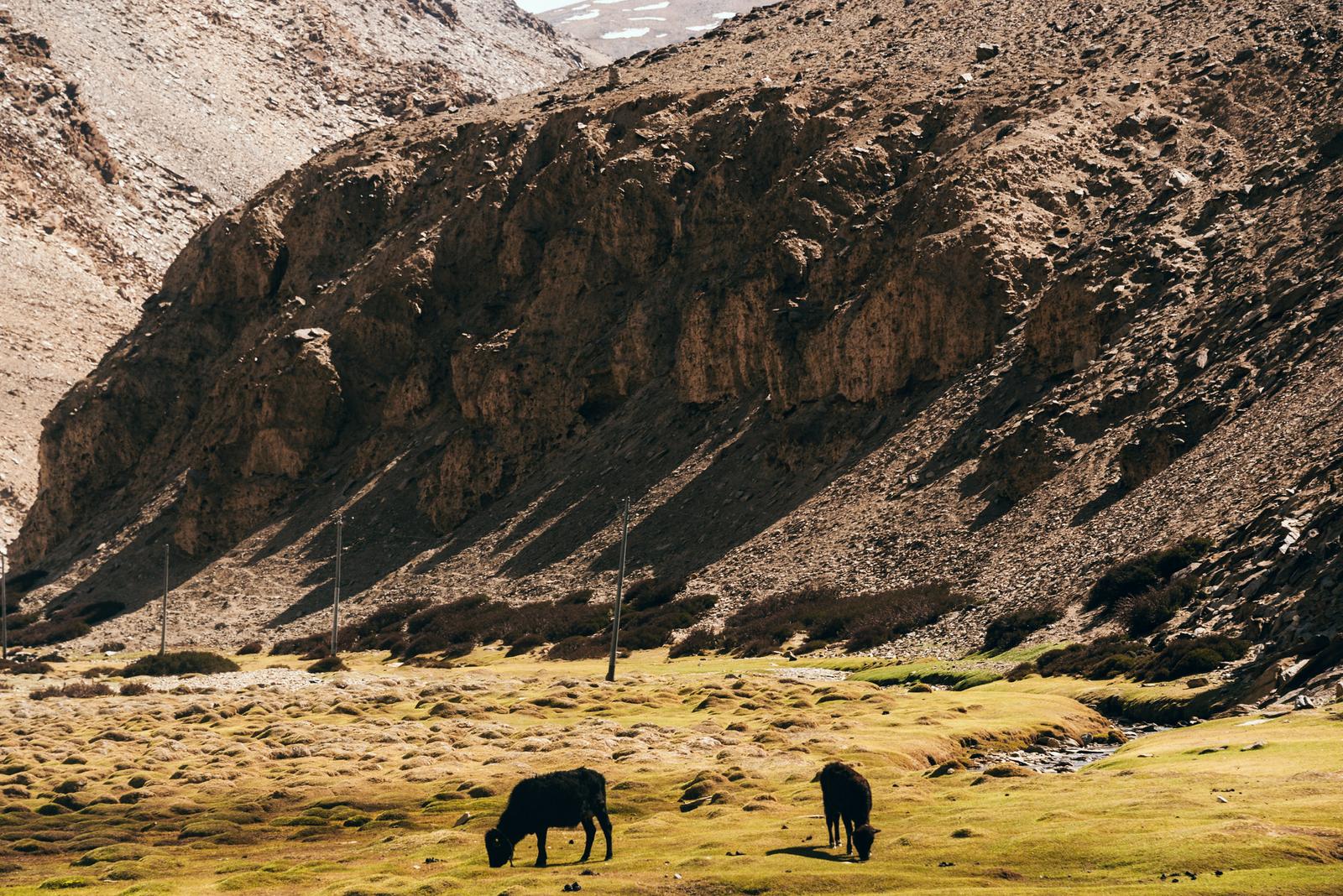 Grassland by Pologongka