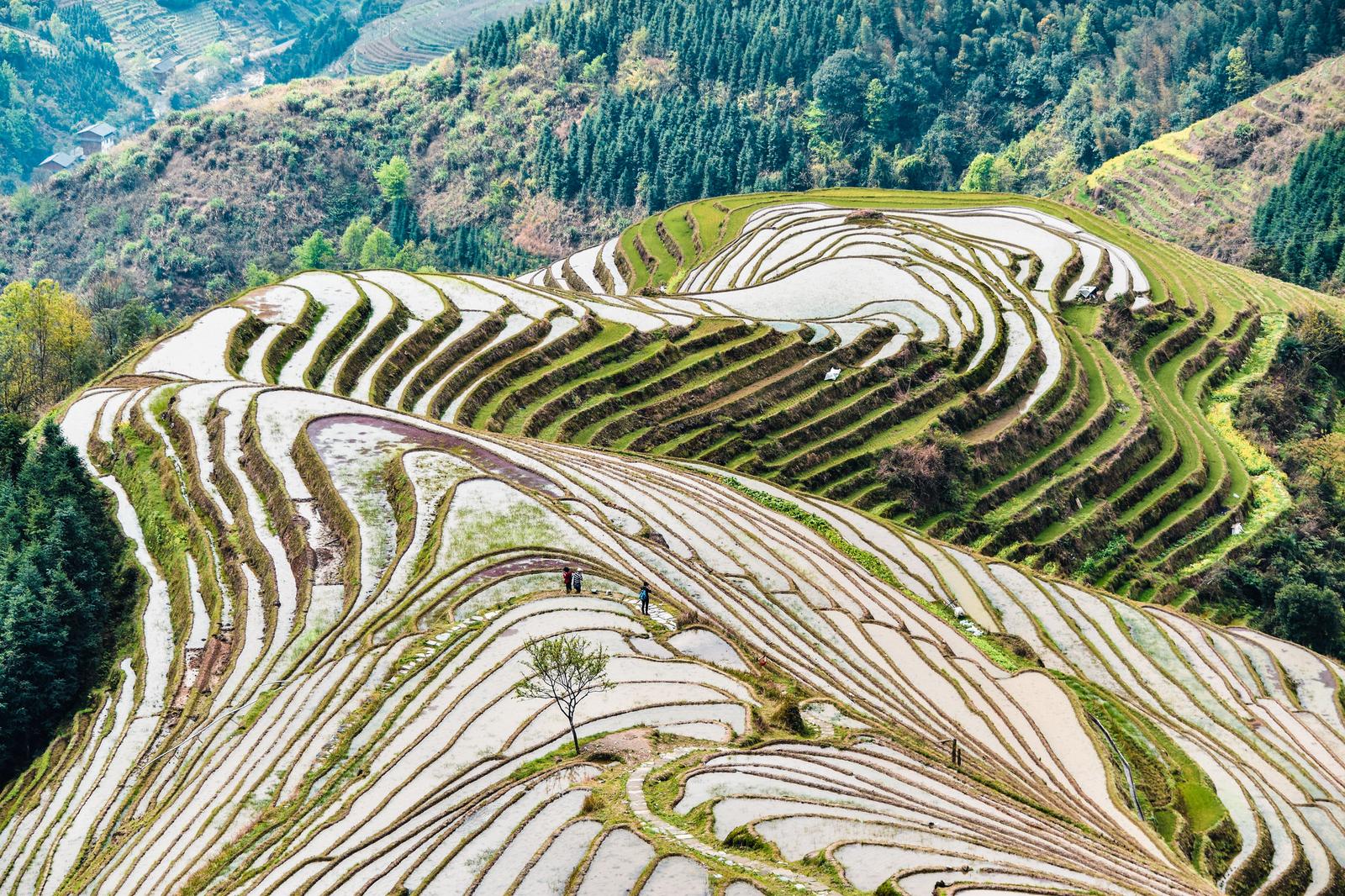 Longsheng Rice Terraces