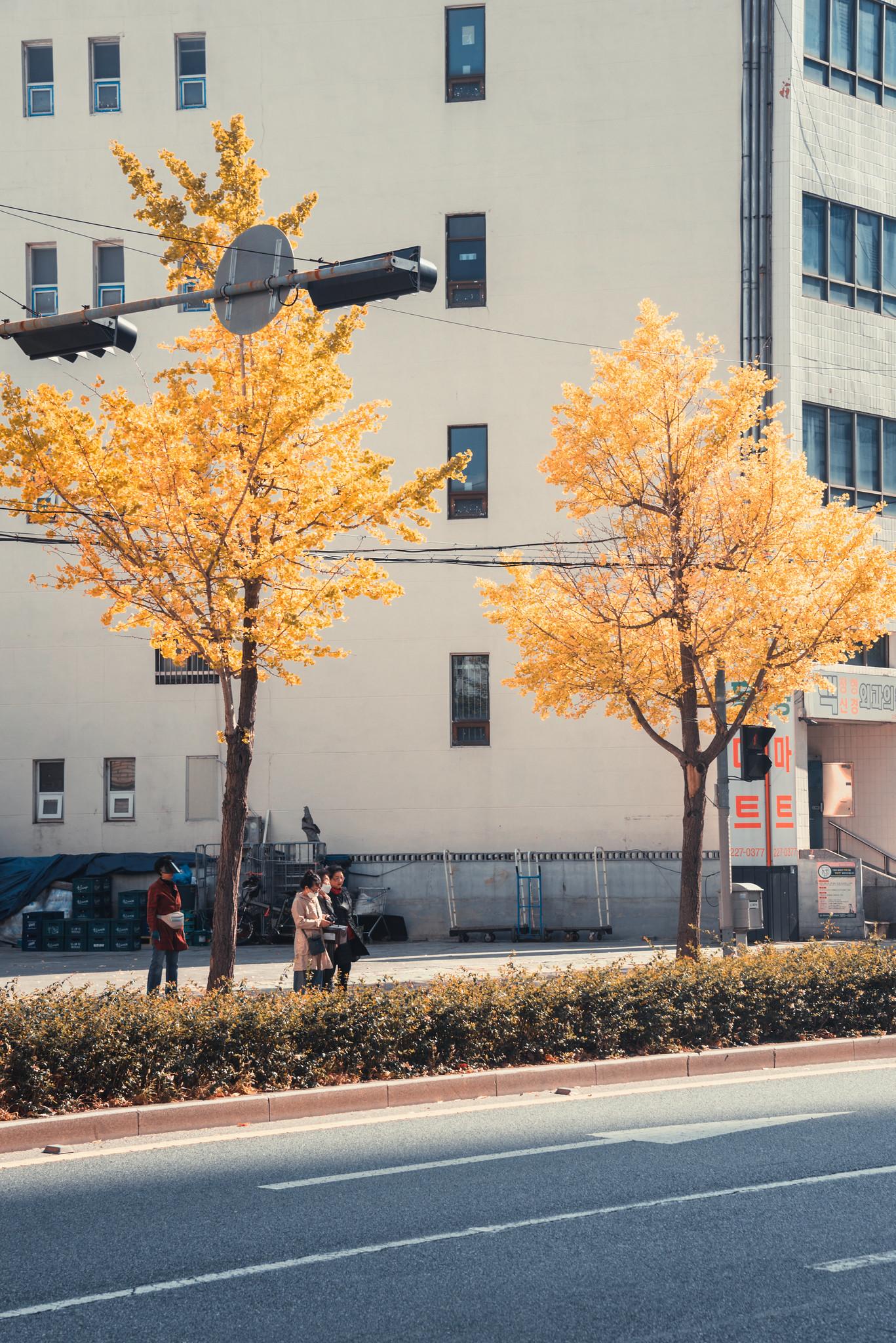 Walking in the Autumn