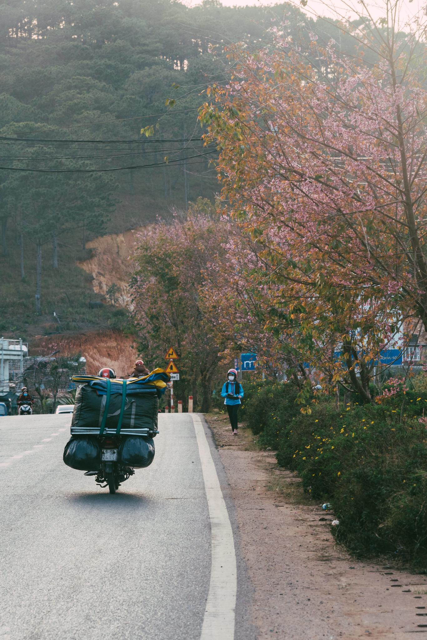 Mai anh đào bên vệ đường