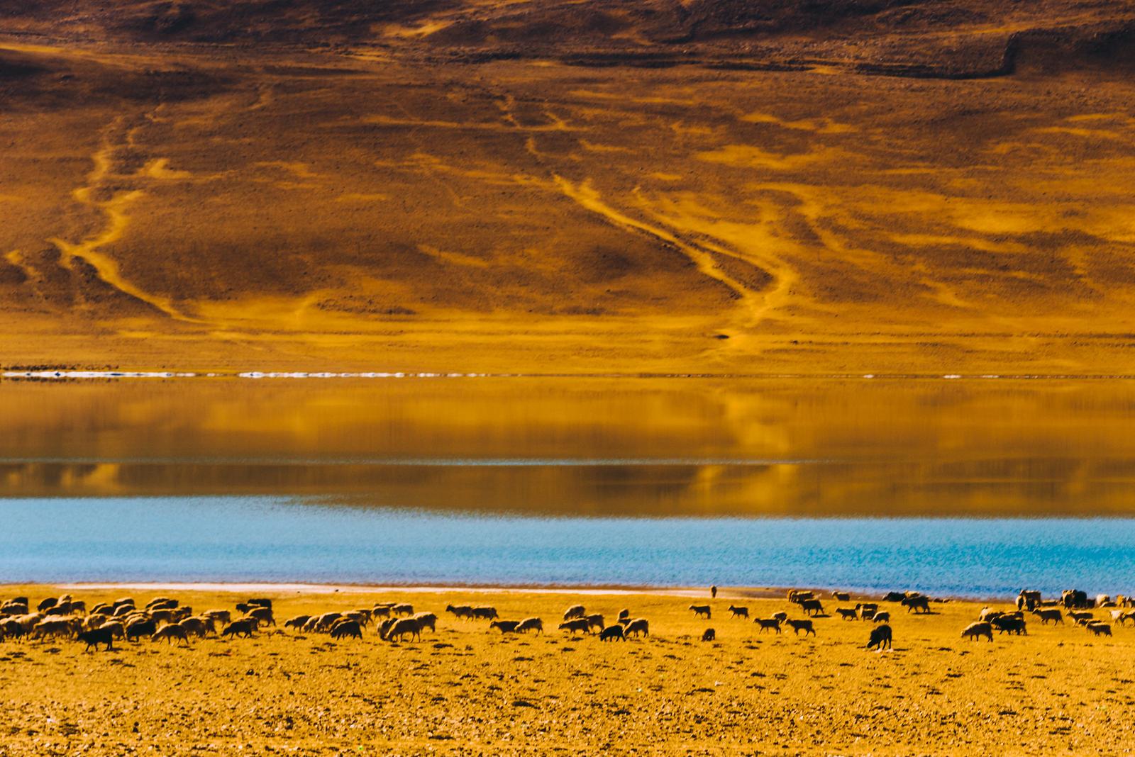 Những đàn gia súc bên hồ Kyagar