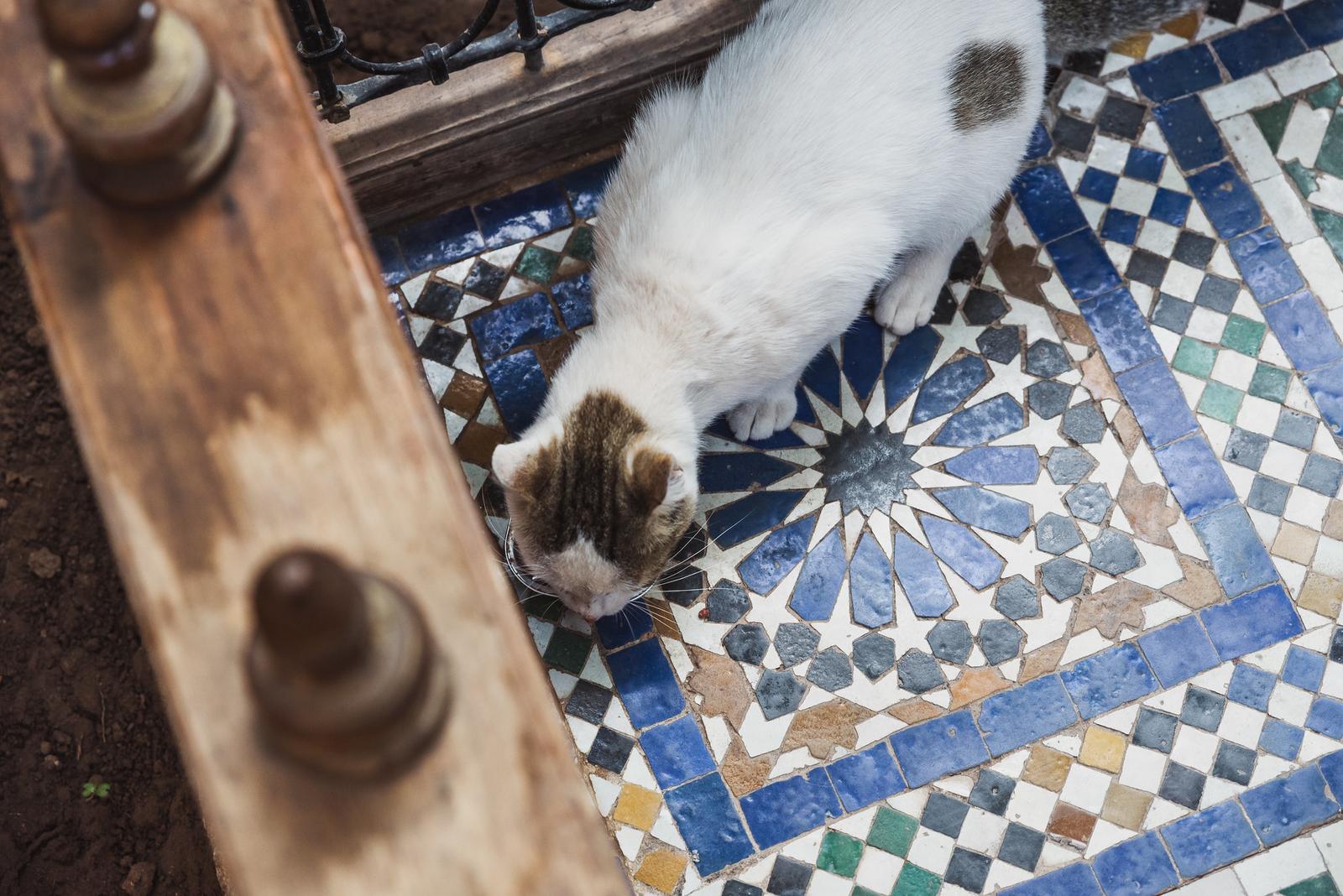 A Cat at Bahia Palace