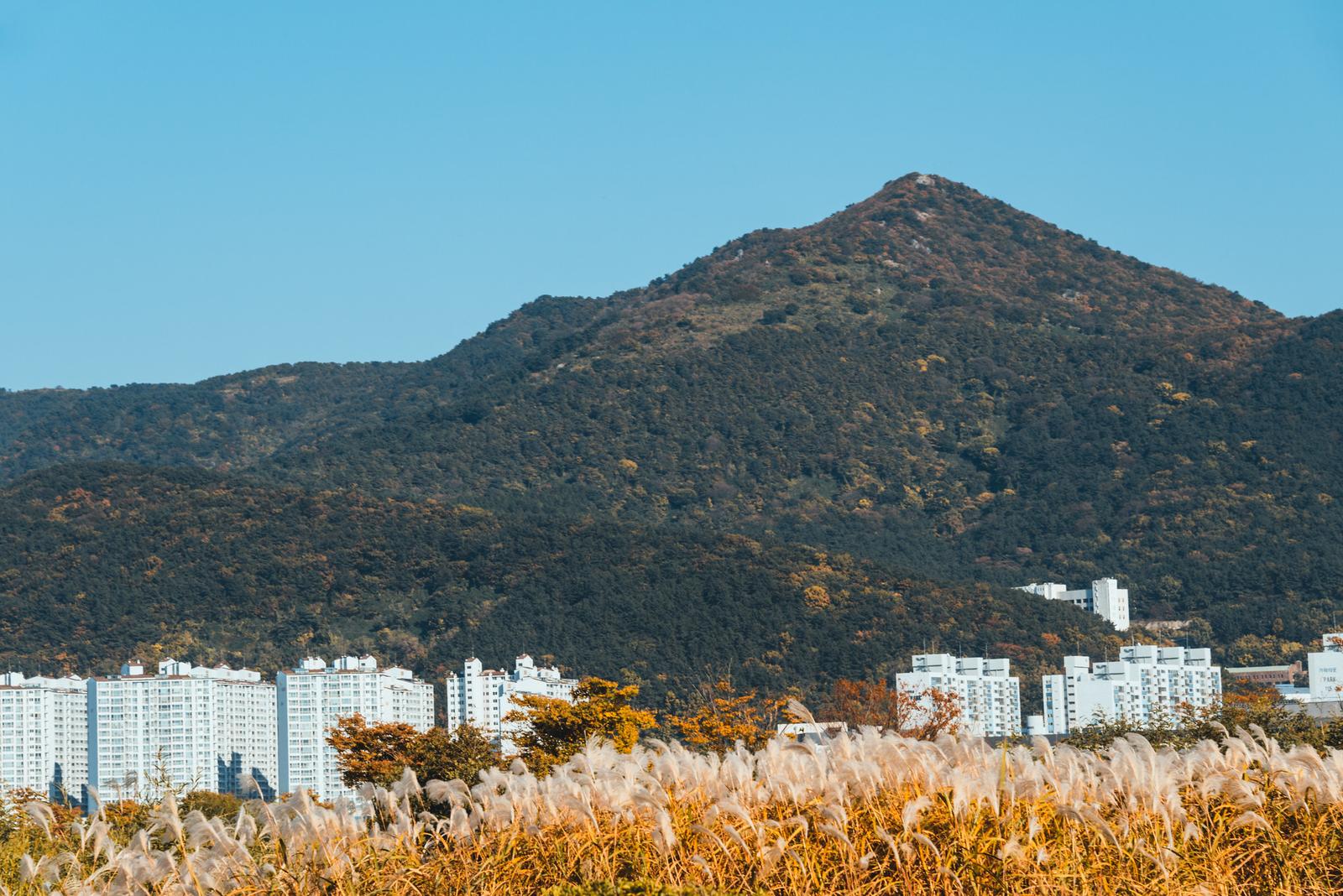 Reed Grass Field, Eulsukdo