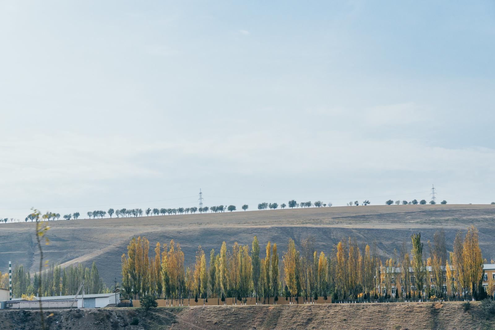 The Poplar Trees by the Roadside