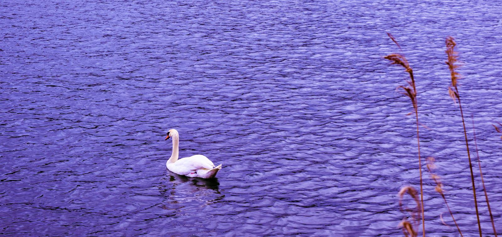 A Swan on Lake Bled