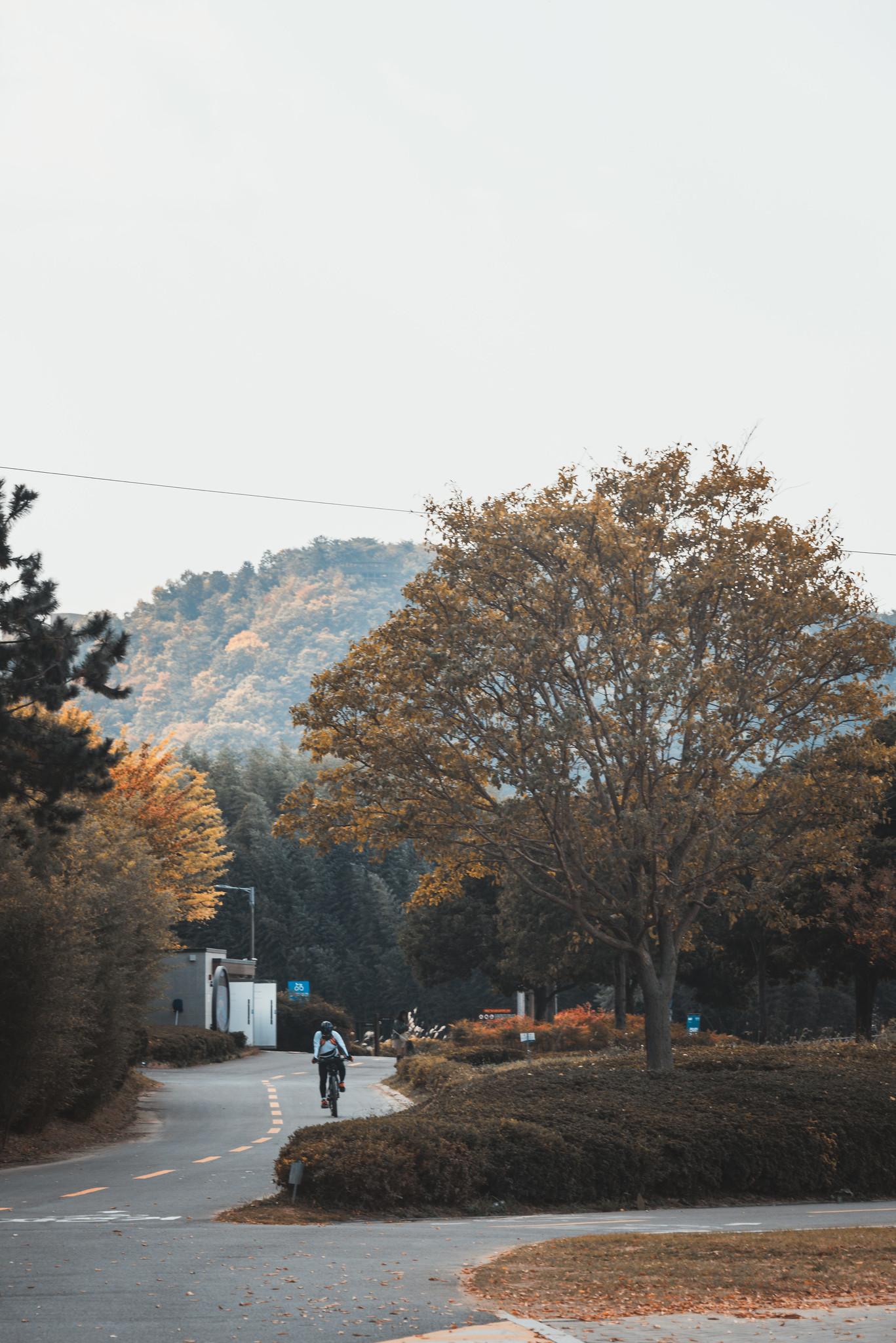 Walking in the Autumn