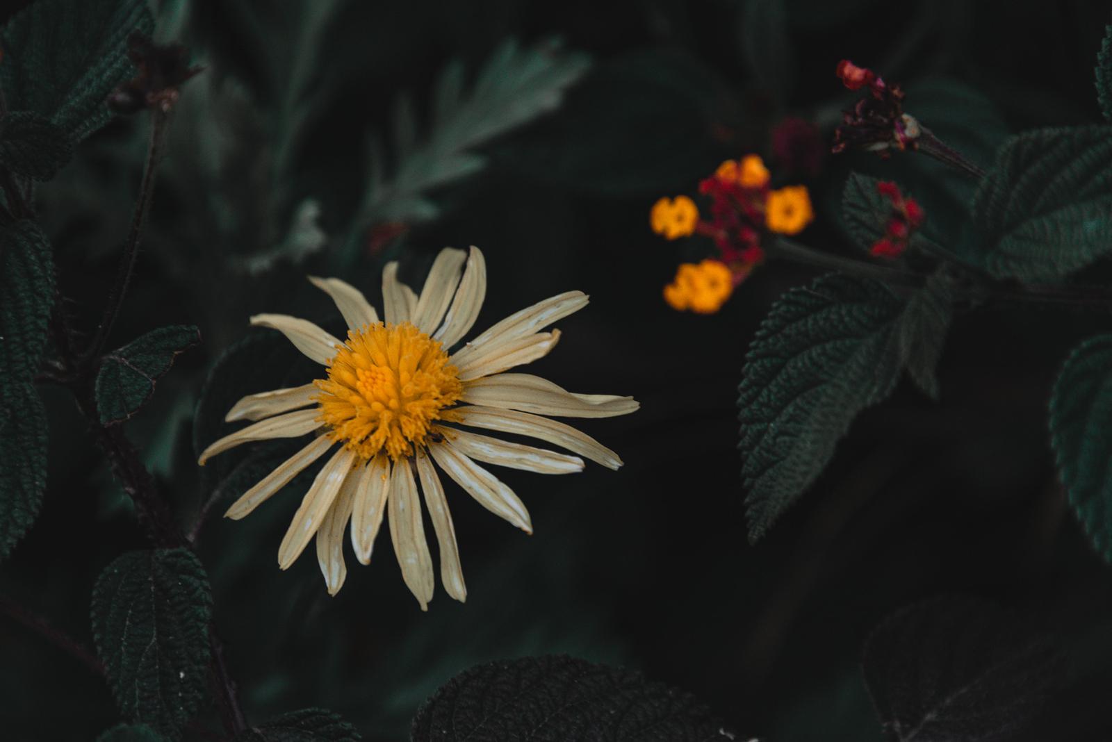 Flowers by the Road