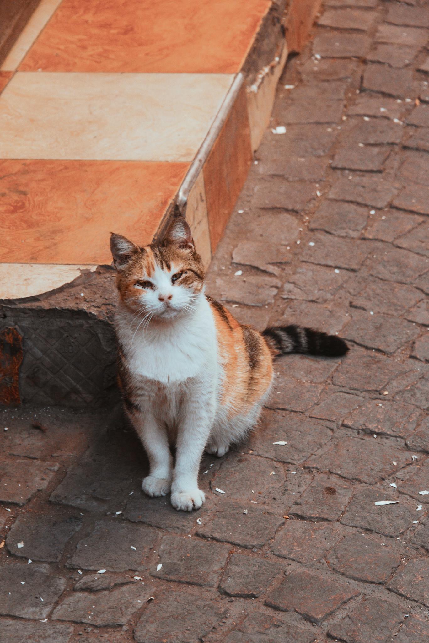 Cats, Cats Everywhere