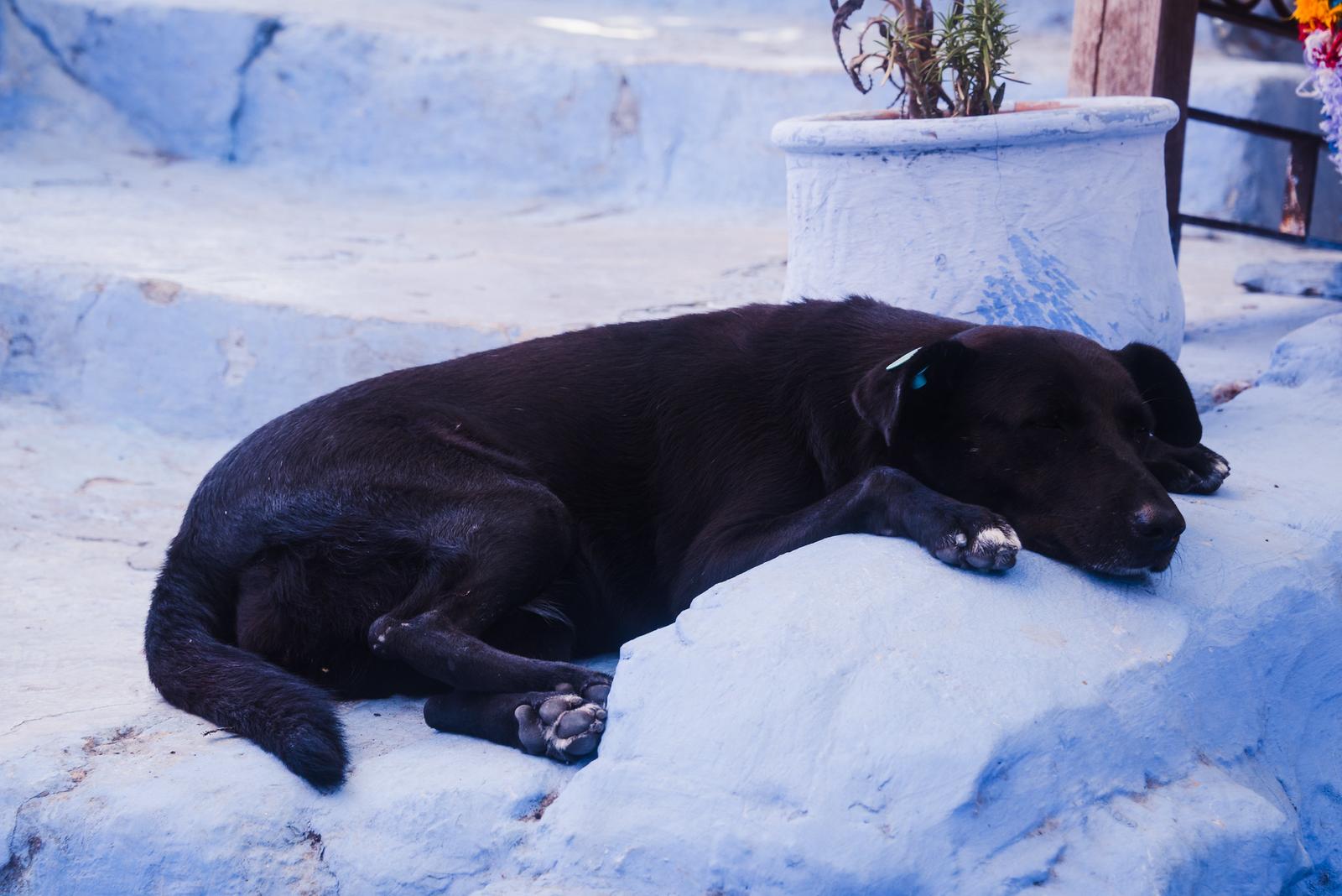 A Sleeping Dog
