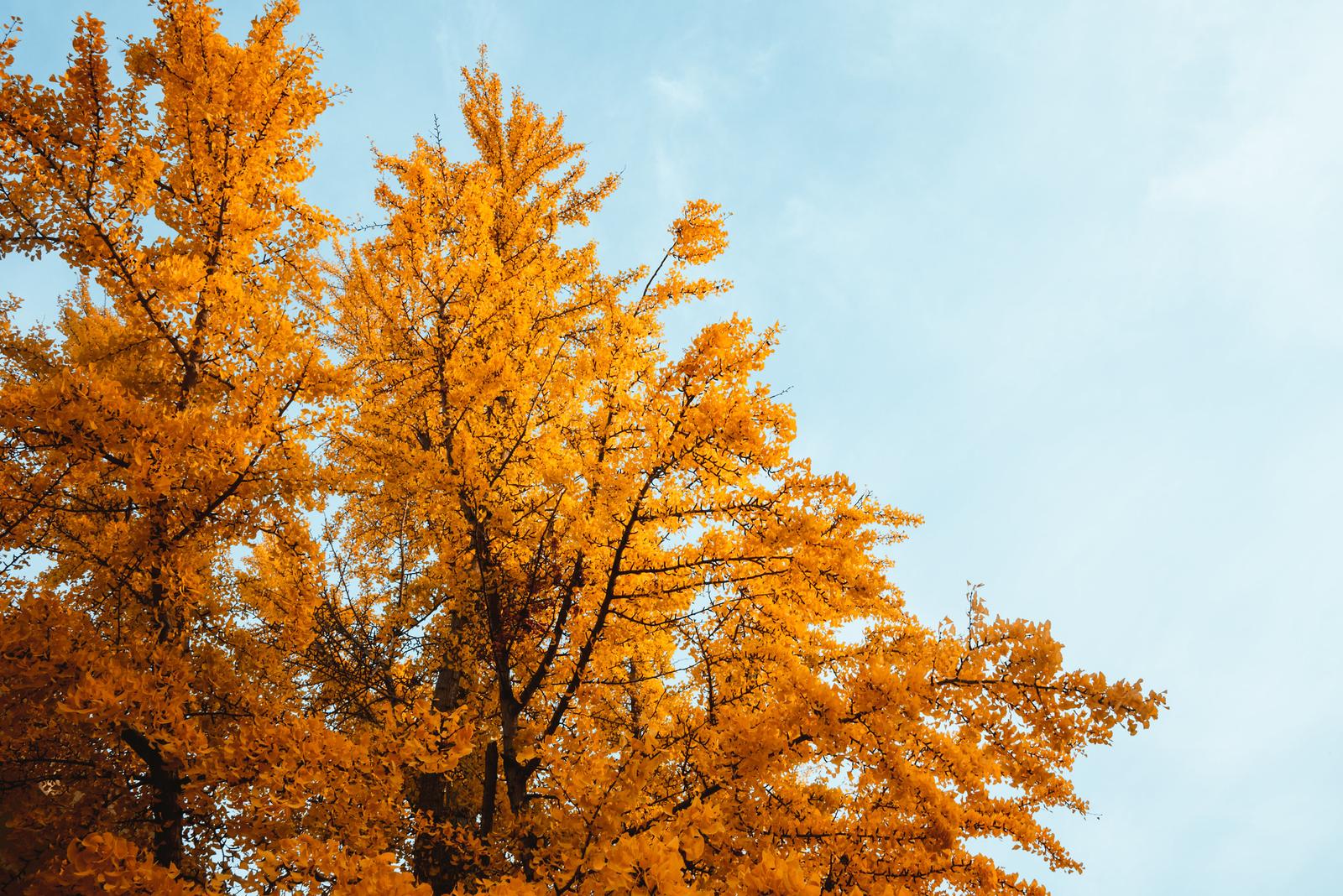 Autumn Tree in the Museum Garden