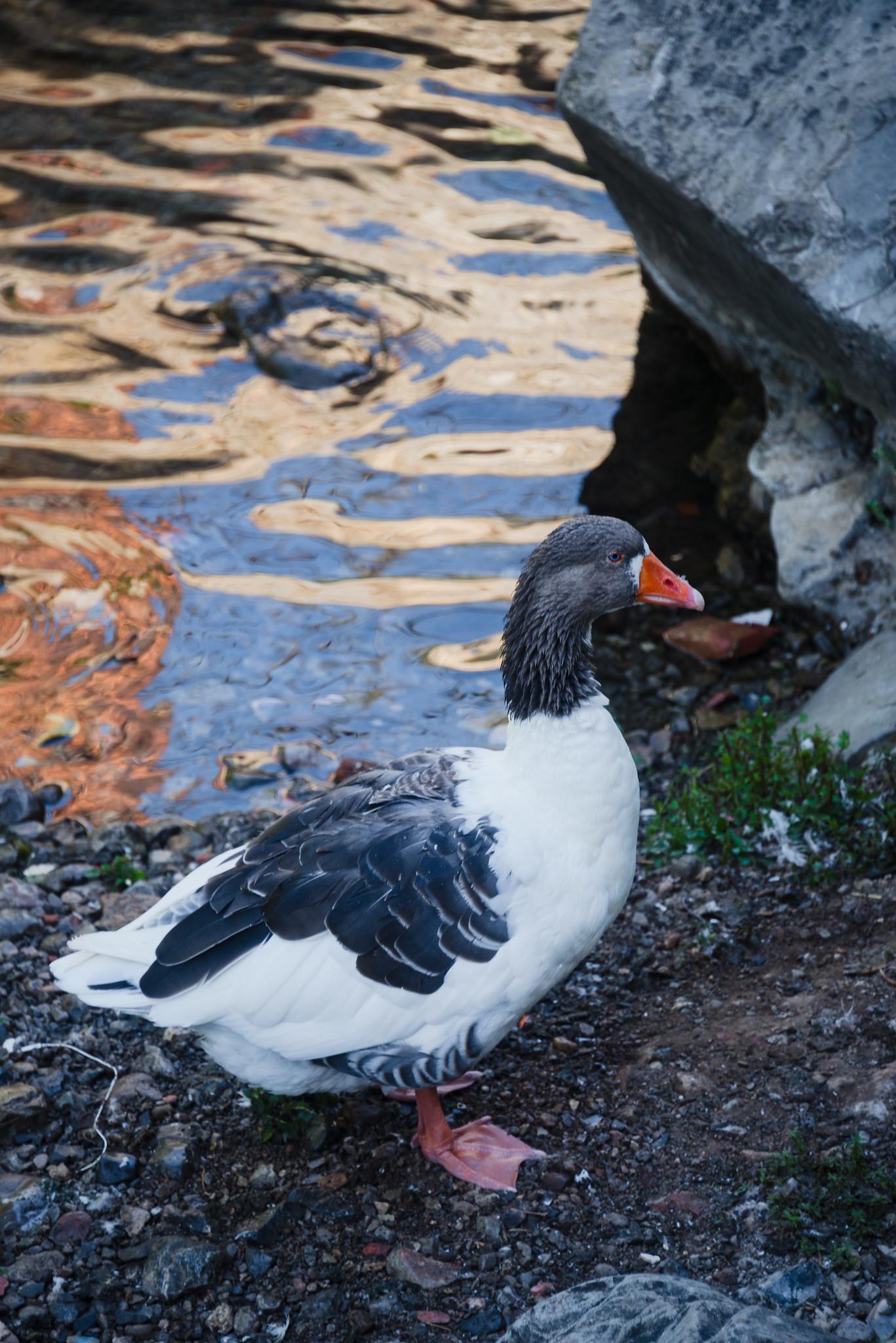 A Goose by the Stream