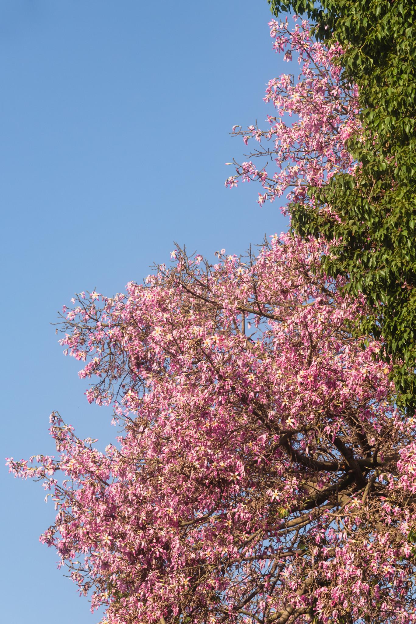 Silk Floss Tree in Bloom