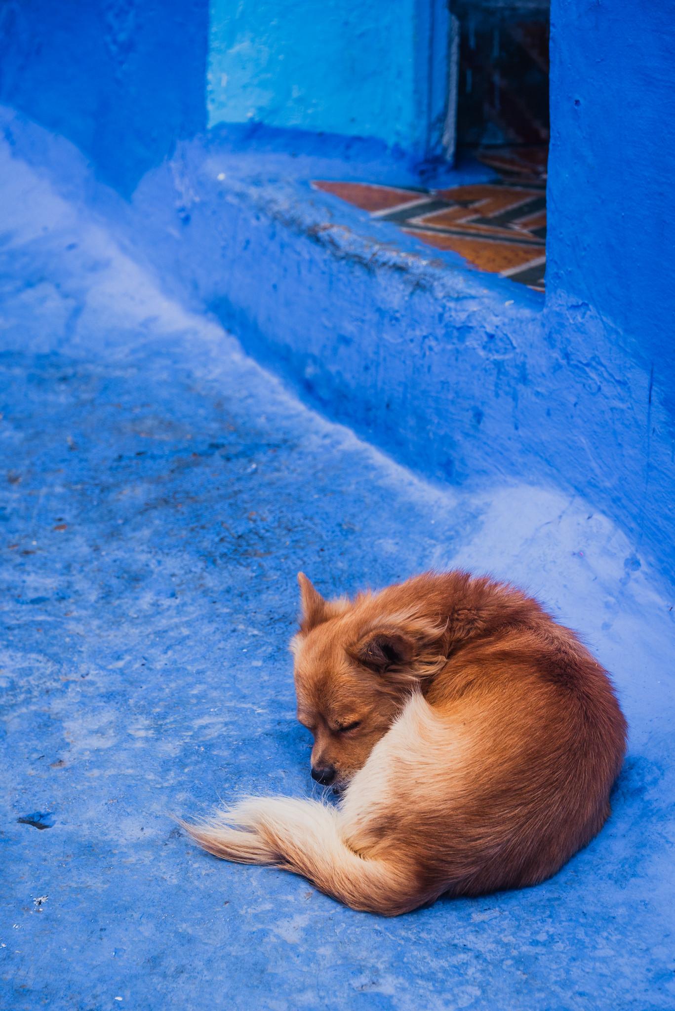 A Chill Dog