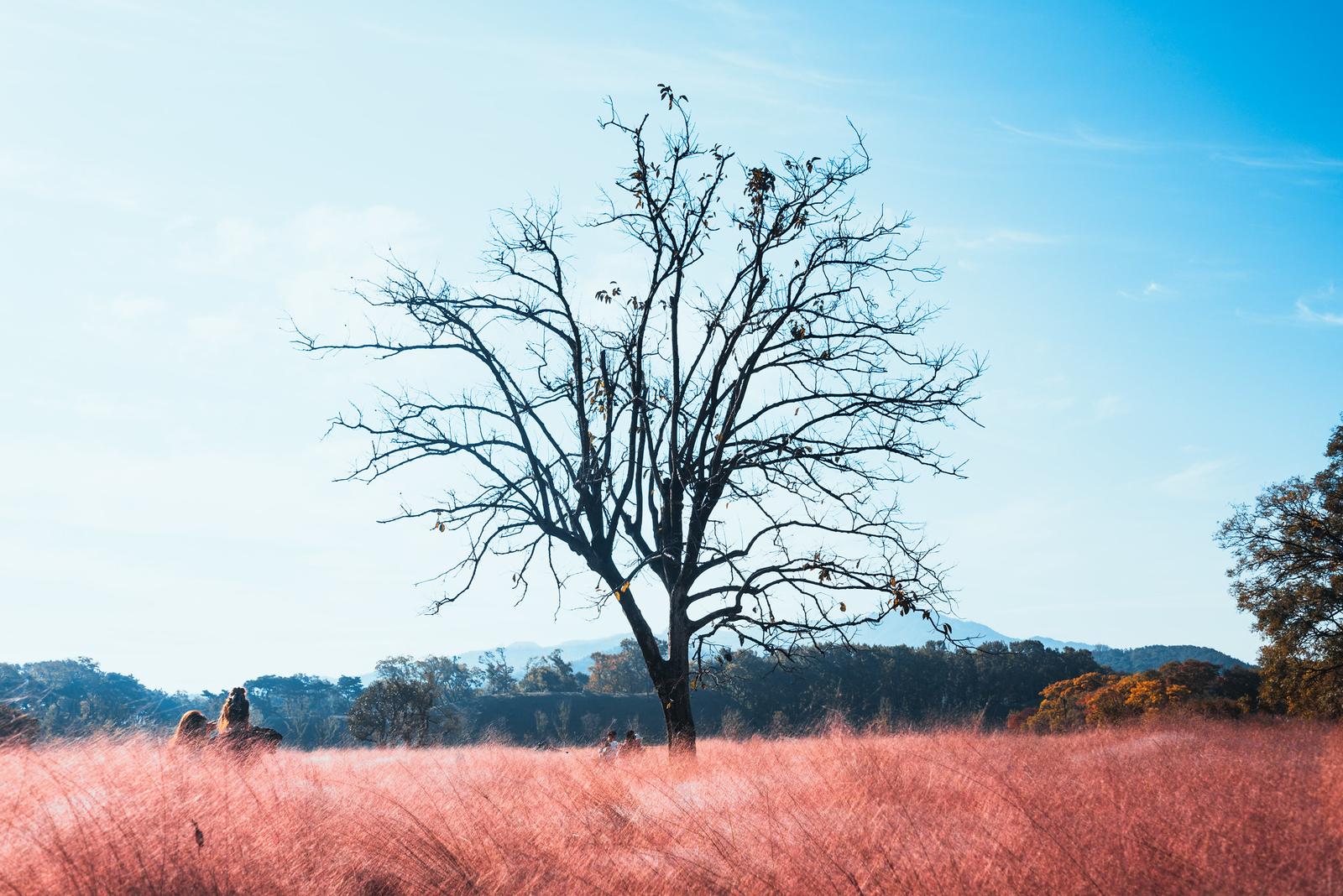 Swamped in the Sea of Pink